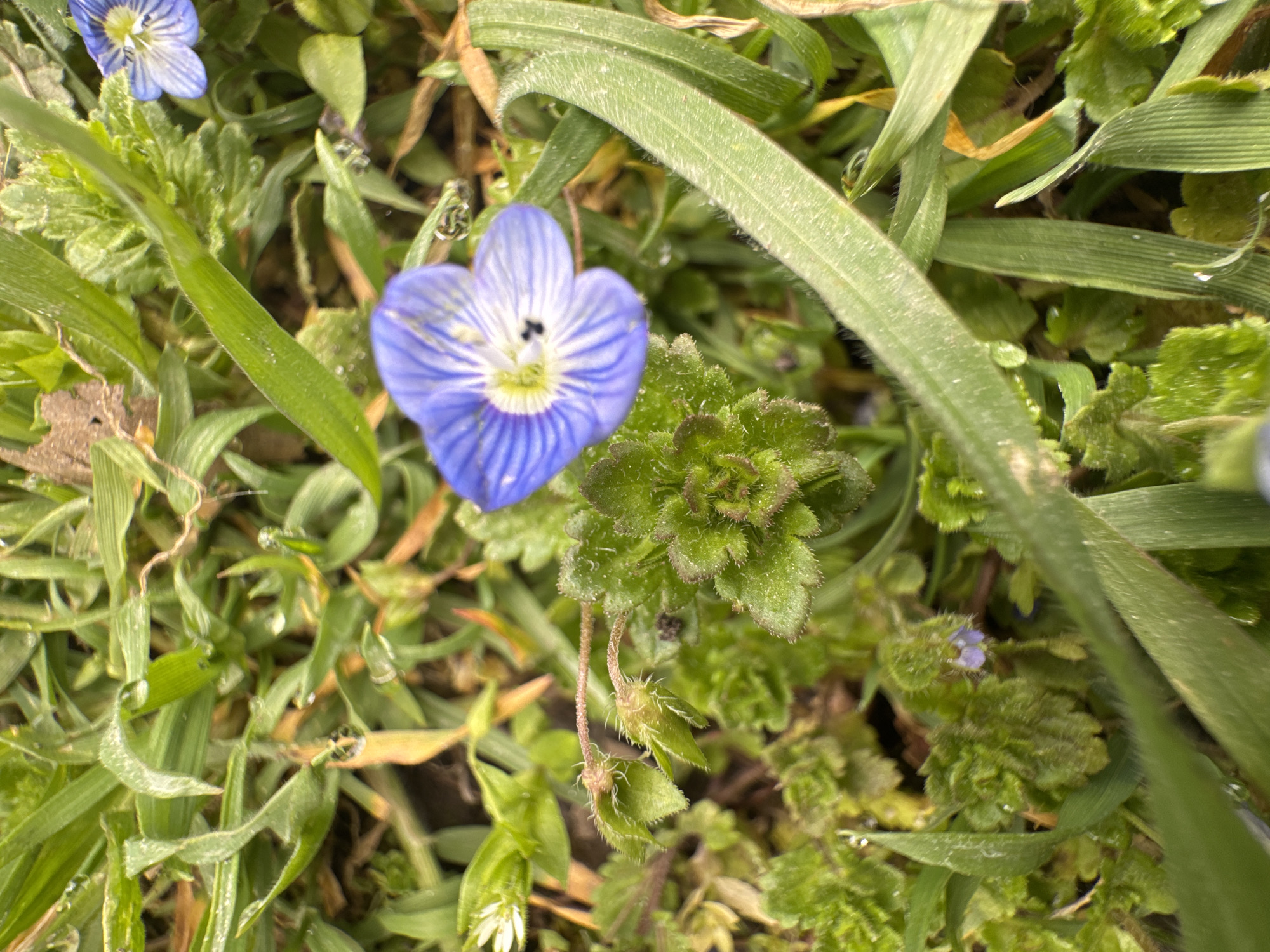 The image shows a close-up of small blue flowers with striped petals in a grassy area. Dewdrops are visible on some blades of grass. Other plants with small, green, fuzzy leaves are also present. The location cannot be determined.