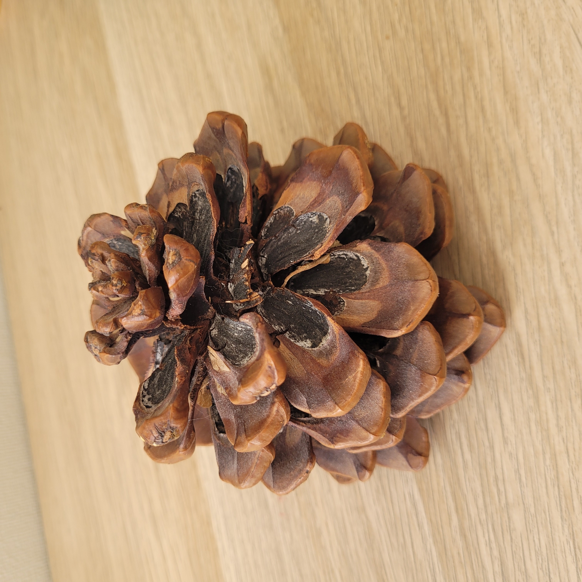 A close-up, eye-level, medium shot captures a single, dried pinecone resting on a light-colored wooden surface. The pinecone is positioned slightly off-center, occupying the left and central portions of the frame. It is oriented vertically, with its base resting on the wood. The pinecone is brown with visible scales and dark, almost black, areas within the scales, suggesting it is dry and perhaps aged. The wooden surface exhibits a subtle grain pattern, suggesting a table or a floor. The background is a plain, light-colored surface, out of focus, providing no specific environmental context. There are no people, animals, or discernible actions taking place. The overall impression is one of still life and natural textures. The image does not contain any information about its location in Jūrmala, Latvia.