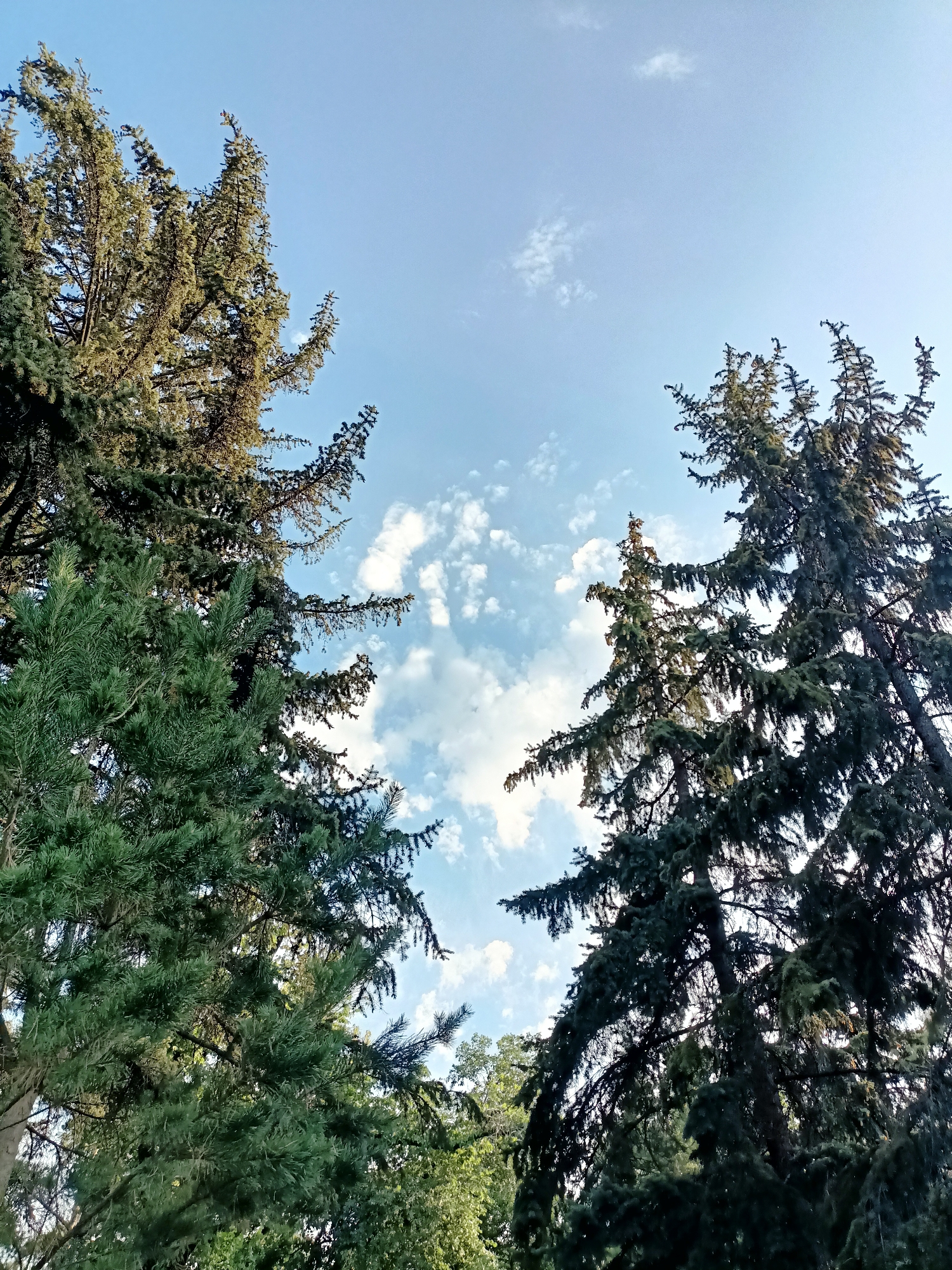 The image depicts a low-angle view looking up at tall evergreen trees against a bright blue sky with scattered white clouds. The trees are dense with foliage, and their branches reach upwards, obscuring parts of the sky. The lighting suggests it is daytime, possibly late afternoon or early morning, given the light filtering through the branches. The setting appears to be a park or a residential area with mature trees. There are no people or animals visible in the image. The overall impression is one of natural beauty and the grandeur of the trees. Based on the context provided, this scene is located in the city of Almaty, Kazakhstan.