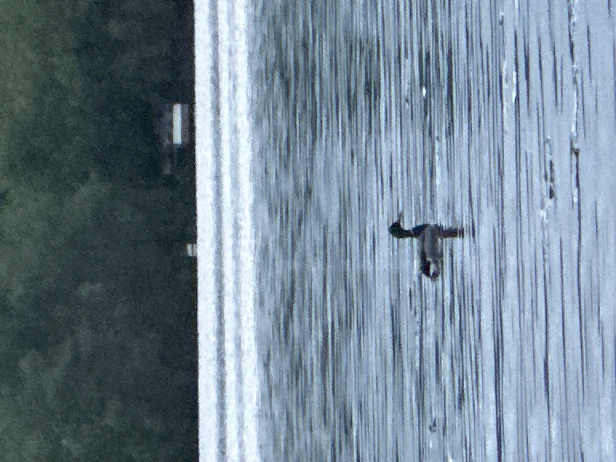 A bird is flying over a waterfall. Adjacent to the waterfall is a grassy area. The location may be in Moscow, Russia.