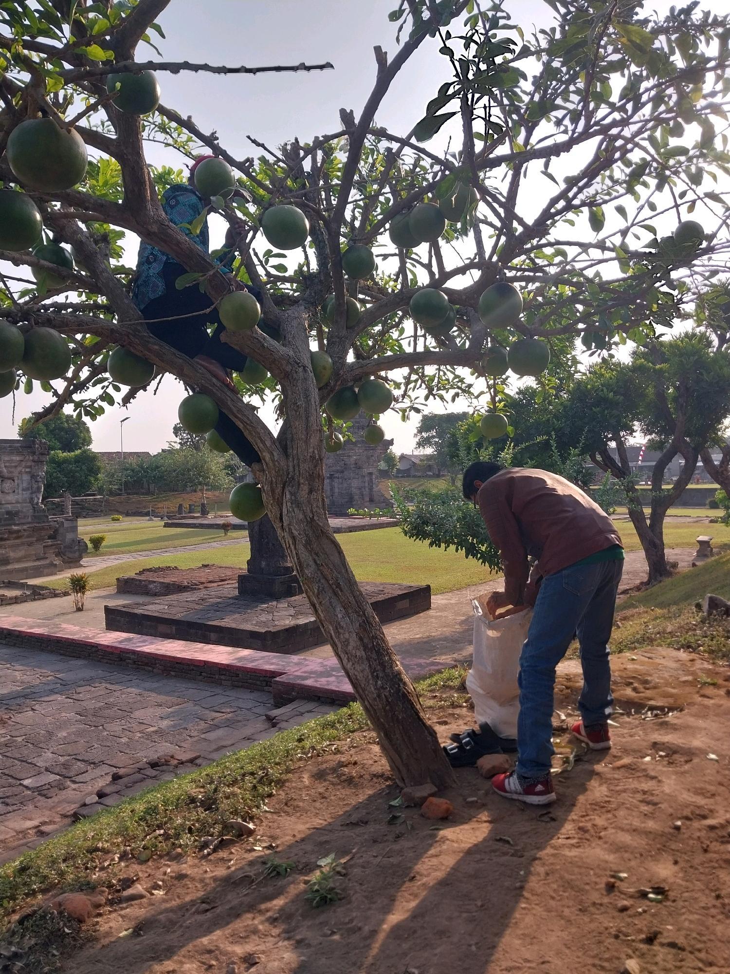 An adult person is climbing a tree laden with large, round, green fruits, possibly baobab fruits, in Kedawung, Indonesia. The person is wearing a patterned blue and black top and dark pants. Below the tree, another adult, wearing a brown jacket and blue jeans, is collecting fallen fruits into a large white bag. The environment appears to be a park or historical site with stone structures and well-maintained green grass. The sun is shining, casting long shadows on the ground, suggesting it is either early morning or late afternoon.