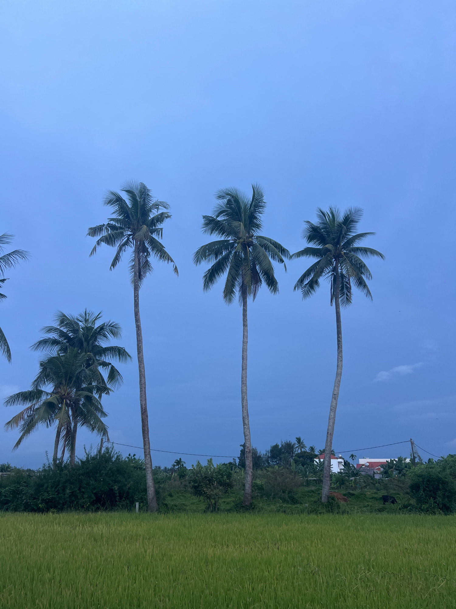 A low-angle shot captures a row of tall, slender coconut palm trees against a hazy, deep blue sky. The palm trees are spaced irregularly, with their fronds reaching towards the top of the frame. In the foreground, a lush green rice paddy stretches across the bottom of the image. Behind the palm trees, a dense line of green foliage and scattered tropical trees forms a natural barrier, beyond which hints of structures and red-tiled roofs can be seen, suggesting a village or residential area in Hoi An, Vietnam. The overall atmosphere is serene and slightly overcast, indicative of early morning or late afternoon. There are no people visible in the frame.