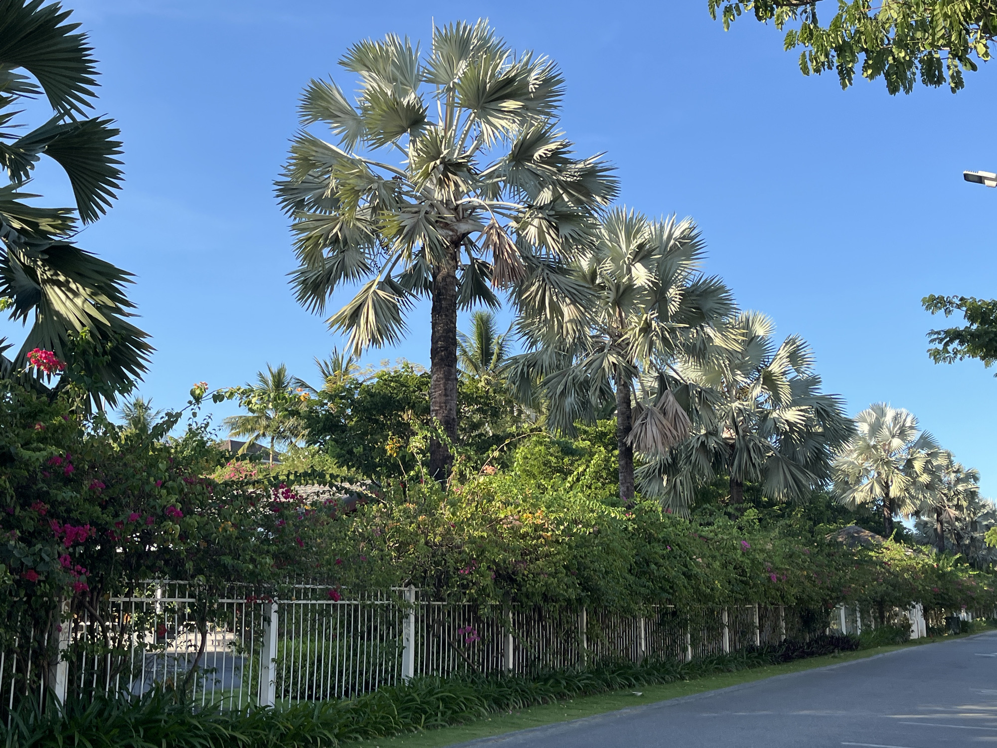 The image shows a street scene in Đà Nẵng, Vietnam. The foreground features a paved road and a white metal fence partially obscured by a dense hedge of green foliage and pink flowers. Behind the fence, several silver Bismarck palm trees (Bismarckia nobilis) dominate the skyline. The trees are arranged in a row, gradually receding into the distance along the road. The sky is clear and blue. A section of tree foliage appears at the top right.