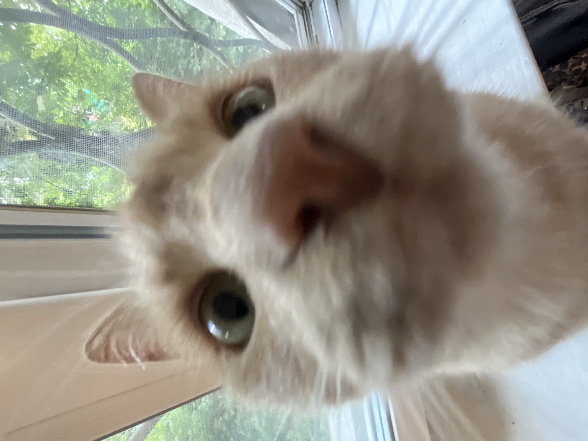 An extremely close-up, low-angle, eye-level, indoor, eye-level, full shot of an orange tabby cat's face is shown. The cat is positioned in the foreground, facing directly into the camera, with its nose and mouth filling most of the frame. Its pupils are dilated, suggesting the lighting is dim. The cat's ears are visible, one on each side of its head, with the left ear slightly more prominent. The cat's fur is a light orange color with subtle tabby markings. Behind the cat, a blurred background of green foliage is visible through a window with a screen. The window frame and sill are also visible. The scene appears to be in a residential setting, possibly a home.