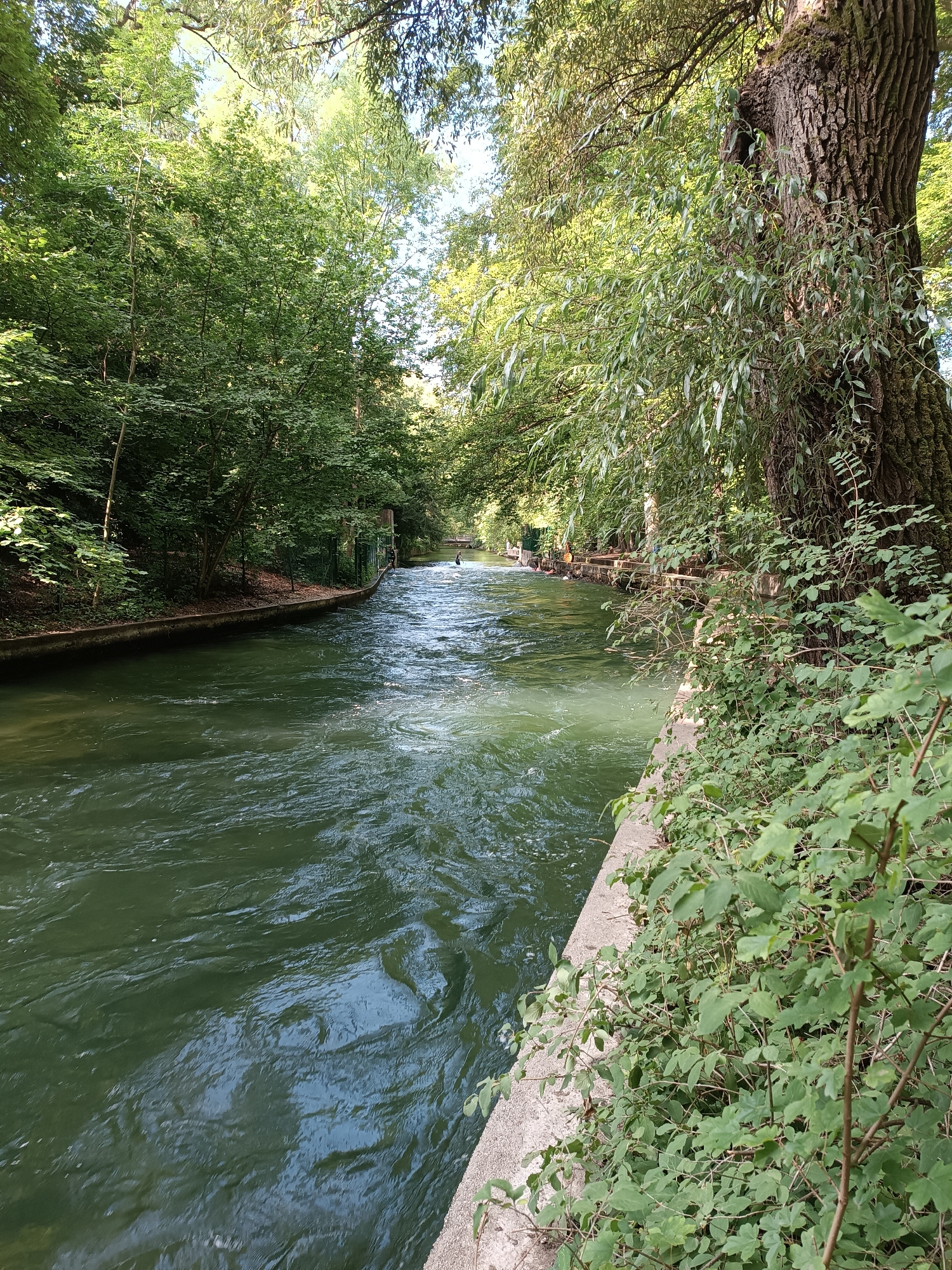 The image shows a view of the Eisbach river in the English Garden, Munich, Germany. The river is a fast-flowing, green waterway with visible ripples and currents. Along the left bank, dense green trees and foliage create a shaded environment. A concrete embankment lines the right side of the river, with a large, textured tree trunk dominating the foreground. Green bushes and leaves grow along the embankment. In the distance, the river curves to the left, with more trees and structures visible on the banks. The sky is bright and appears to be partially obscured by tree branches and leaves. There are no people clearly visible in the image, though some indistinct figures can be seen on the far bank.
