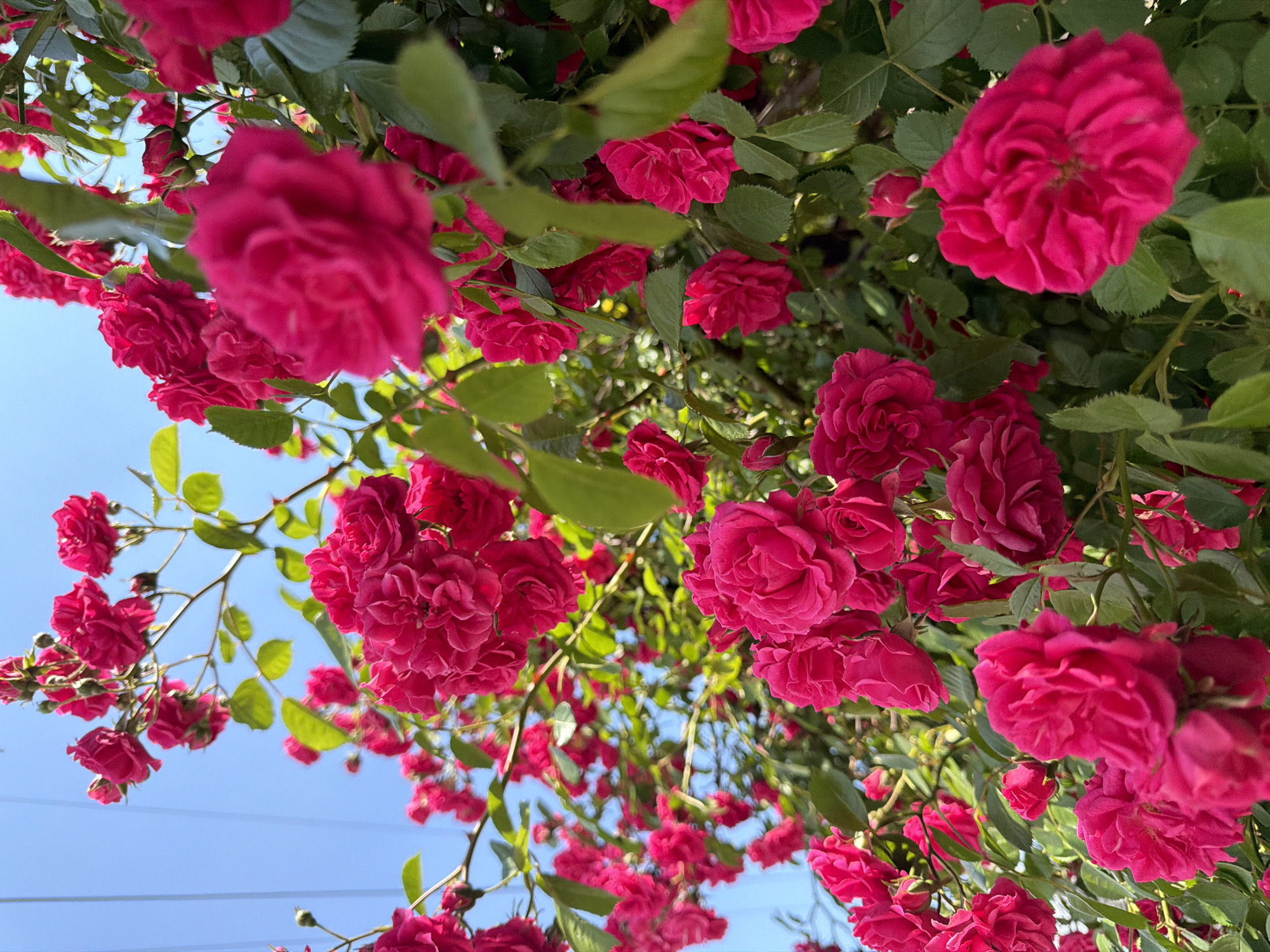 The image shows a low-angle view of a profusion of bright pink roses with green leaves against a backdrop of a clear, light blue sky. Some thin, dark, possibly metal, cables or wires are visible at the bottom left of the frame, suggesting the presence of overhead infrastructure. There is no visible evidence to confirm the location in Dinkata, Bulgaria. No people are visible in the image.