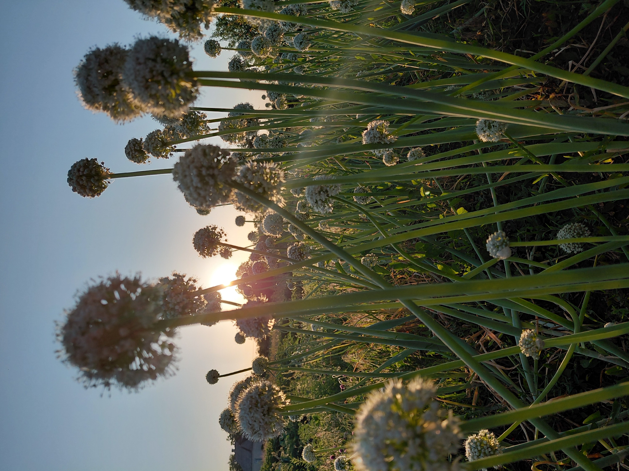 This is a low-angle, close-up shot of an onion field at sunset. The sky is a clear, pale blue, with the sun setting on the left side of the frame, casting a warm glow and creating lens flares. Numerous onion plants are in focus, their tall green stalks and bulbous white flower heads dominating the foreground and mid-ground. Some of the flower heads are fully open and fluffy, while others are still developing buds. In the background, a house with a dark roof is visible amongst trees, suggesting a rural or suburban setting. The overall scene is tranquil and bathed in the soft light of dusk.