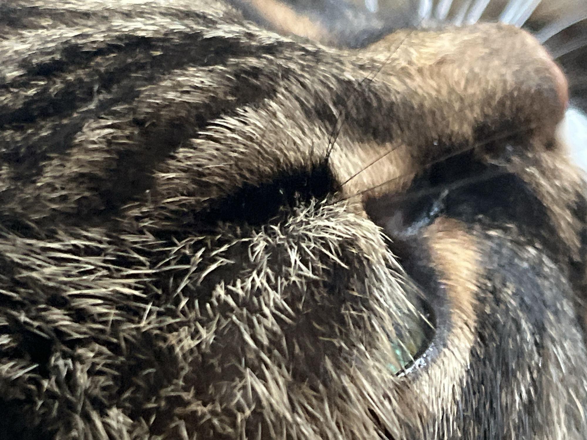 This is a close-up, extreme macro photograph of a tabby cat's face, focusing on its eye and fur. The cat's fur is a mix of brown and black stripes, with individual hairs clearly visible and appearing somewhat spiky due to the close proximity. The cat's eye is partially visible, with a greenish hue, and appears to be slightly wet or reflective. There is a fine, dark whisker extending from the face. The background is blurred and appears to be dark, with some lighter, horizontal lines visible on the right side, possibly indicating a cage or grate. The image does not provide any information about the location in the city of Chelyabinsk, Russia.