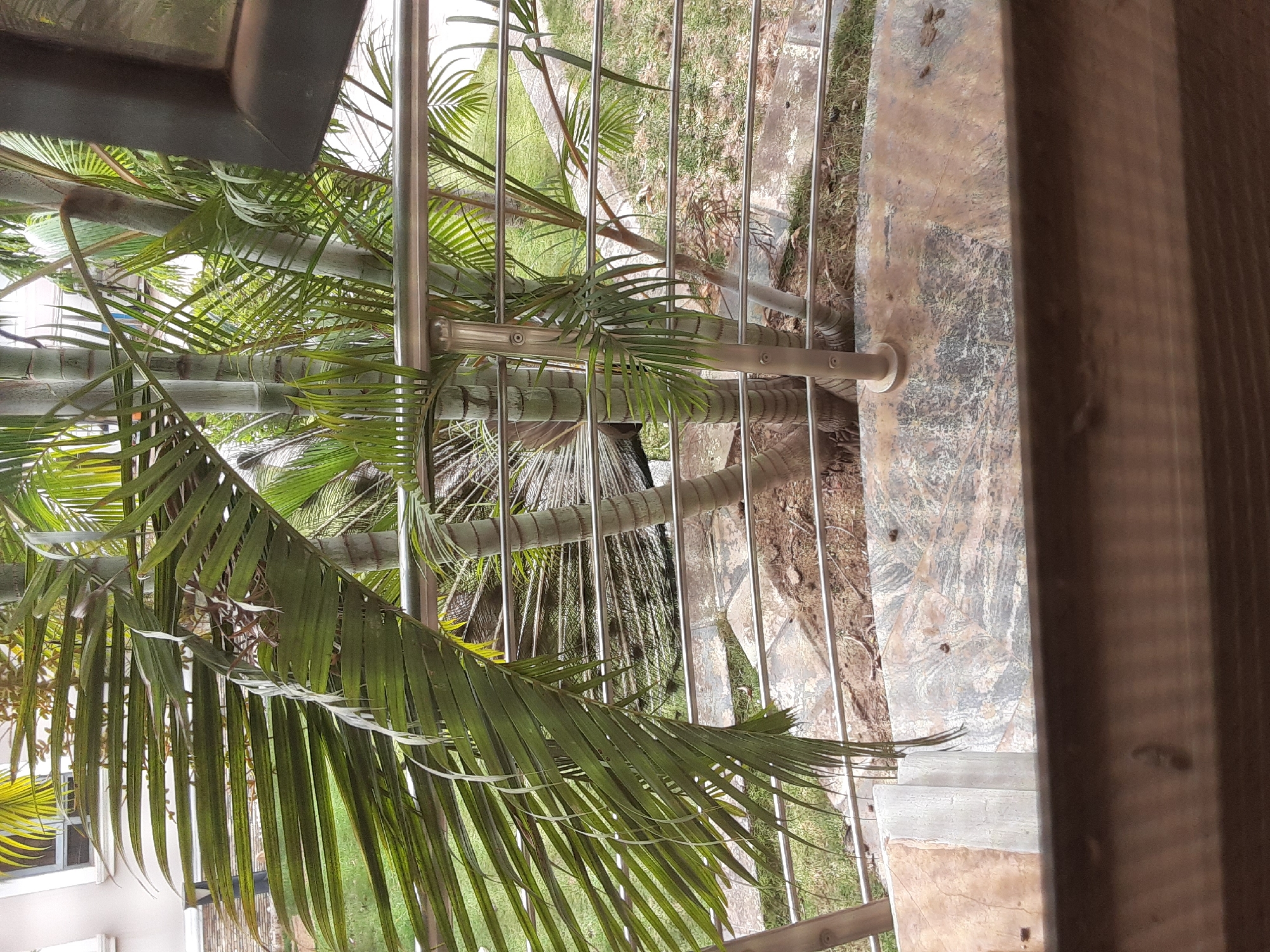 A ground-level shot facing a row of areca palm trees behind a metal railing on a porch. The porch is constructed with concrete steps and a patterned stone floor. Beyond the railing and trees is a green grassy lawn. The photograph was taken under natural light. The location is Gura Top, Nigeria.