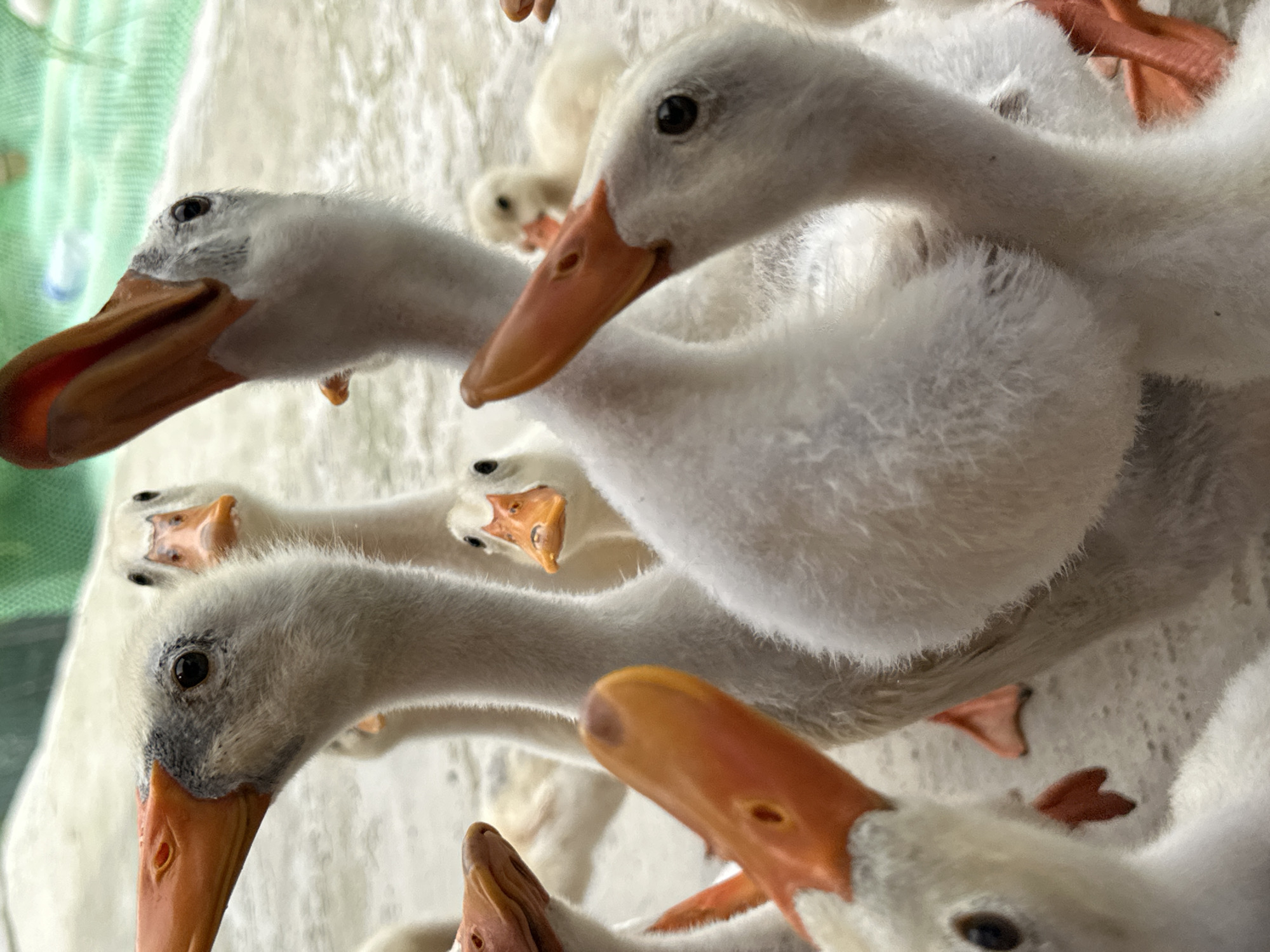 The image shows a close-up of a flock of white ducks and ducklings in what appears to be an outdoor enclosure. The ducks have orange beaks and feet. Some of the ducks are looking directly at the camera, creating a sense of curiosity and interaction. The ground is a light-colored, textured surface, possibly concrete or packed earth. In the background, a green mesh fence is visible, suggesting the ducks are in a confined area. The overall lighting suggests it is daytime. There are no people visible in the image. There is no information in the image that indicates a specific location in Nam Hoa Lư Ward, Vietnam.