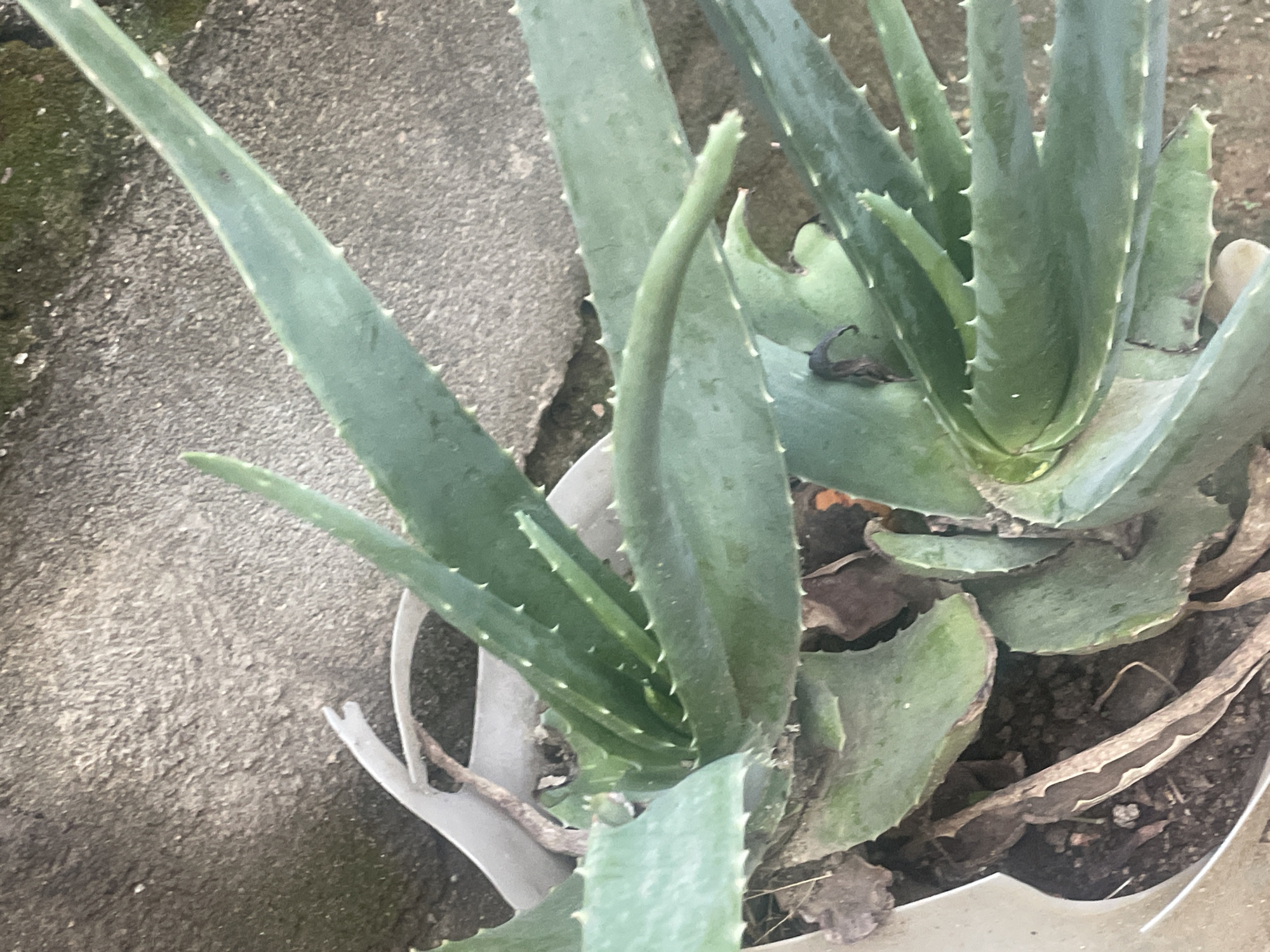This is a close-up, eye-level shot of an aloe vera plant growing in a pot in New Stadium, Nigeria. The plant has thick, fleshy green leaves with serrated edges and is surrounded by dry leaves and soil. The background consists of a textured, concrete wall, possibly a building exterior or a boundary wall. The lighting is natural and appears to be from overhead.