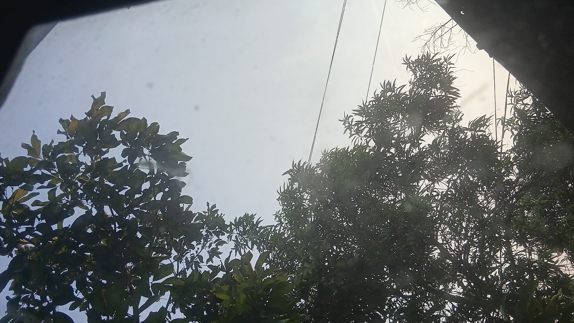 The image shows a view from a window, looking up at trees and a light sky, possibly at dusk or dawn. The lower part of the frame is dominated by the dense foliage of trees, with branches and leaves silhouetted against the sky. In the upper portion of the image, more trees are visible, their leaves appearing lighter due to the sky's illumination. Two thin wires stretch horizontally across the sky, suggesting the presence of utility lines. The sky itself is a pale, hazy blue, with some indistinct circular spots that may be dust or imperfections on the window. A dark, angled shape occupies the bottom right corner of the image, likely the frame of the window or a portion of the building it belongs to. The overall scene evokes a sense of looking outward from an indoor space into a natural environment. The location in Prabumulih, Indonesia, is inferred from the provided context, but no specific visual cues within the image definitively confirm this location.