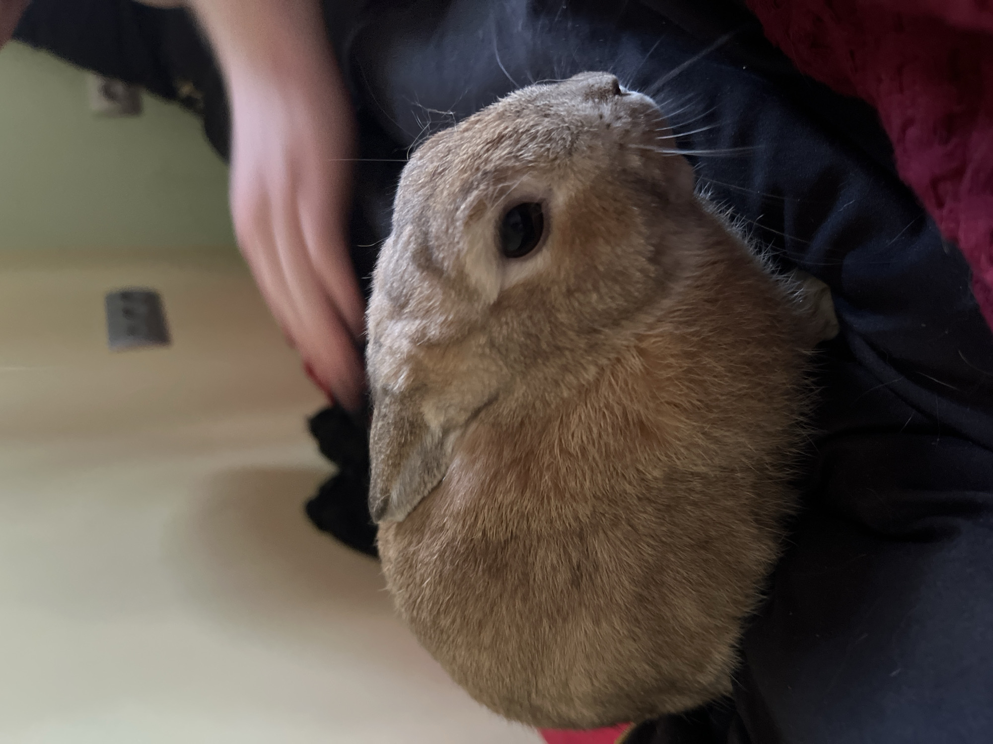 The image depicts a light brown rabbit resting on a dark fabric, likely a person's lap, in an indoor residential setting in the city of Ореховка, Russia. The rabbit, positioned in the lower-left to mid-section of the frame, has short, tan fur, dark eyes, and prominent whiskers extending from its muzzle. Its ears are partially visible, folded back against its head. In the upper-right background, a human hand with visible fingers is present, resting near the rabbit. The dark fabric beneath the rabbit appears to be clothing, possibly trousers. A section of red, textured fabric, potentially a blanket, is visible in the lower-right corner. The background consists of two distinct wall sections: a light-colored, possibly off-white or cream, wall on the left, and a light green wall on the right. Two electrical outlets, one partially obscured and blurred, are visible on these walls. The scene is illuminated by ambient indoor light.