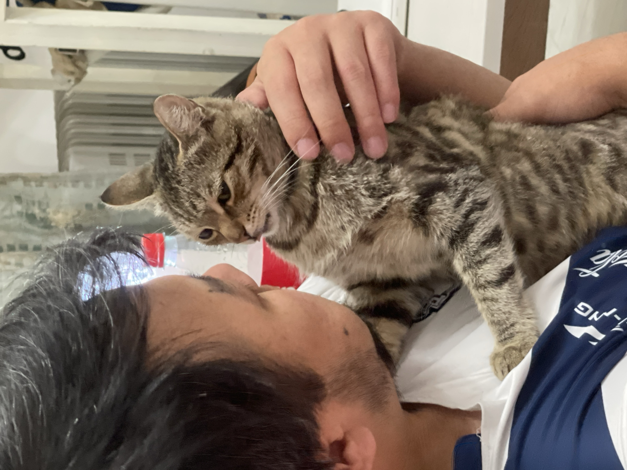 In Bishkek City, Kyrgyzstan, a man in a white t-shirt with blue accents on the sleeve holds a tabby cat. The man is positioned on the left side of the frame, facing the cat. His head is close to the cat's face, and he appears to be looking at it. The cat is held securely in his arms, with one of his hands supporting its body and the other cupping its head. The cat's body is oriented towards the viewer, and its tail is not visible. The background suggests an indoor setting, possibly a home, with vertical blinds and what appears to be a radiator visible. The lighting is moderate, with some highlights reflecting off a red-capped bottle in the background. The overall scene depicts a tender moment between a man and his pet.