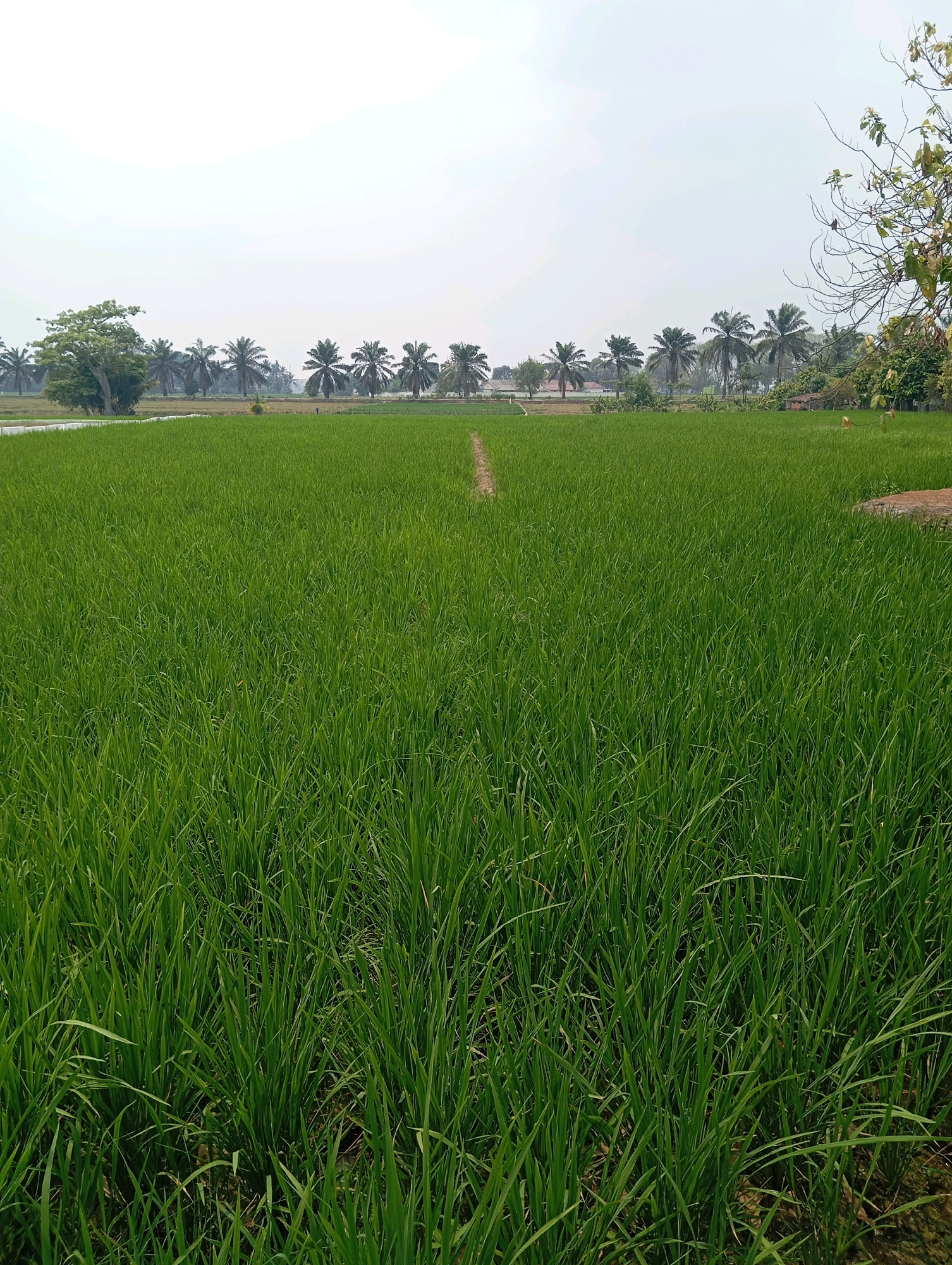 This is a photograph of a lush green rice paddy field under a hazy sky. The field occupies the majority of the frame, with rows of young rice plants stretching towards a distant tree line. In the background, a row of palm trees stands against the horizon, interspersed with glimpses of buildings and other vegetation. A narrow, light-colored path runs through the center of the rice field, dividing it into two sections. The image appears to be taken in Leman Benawi, Indonesia, a region known for its agricultural landscapes. The lighting suggests it is daytime, possibly early morning or late afternoon, given the soft, diffused light.