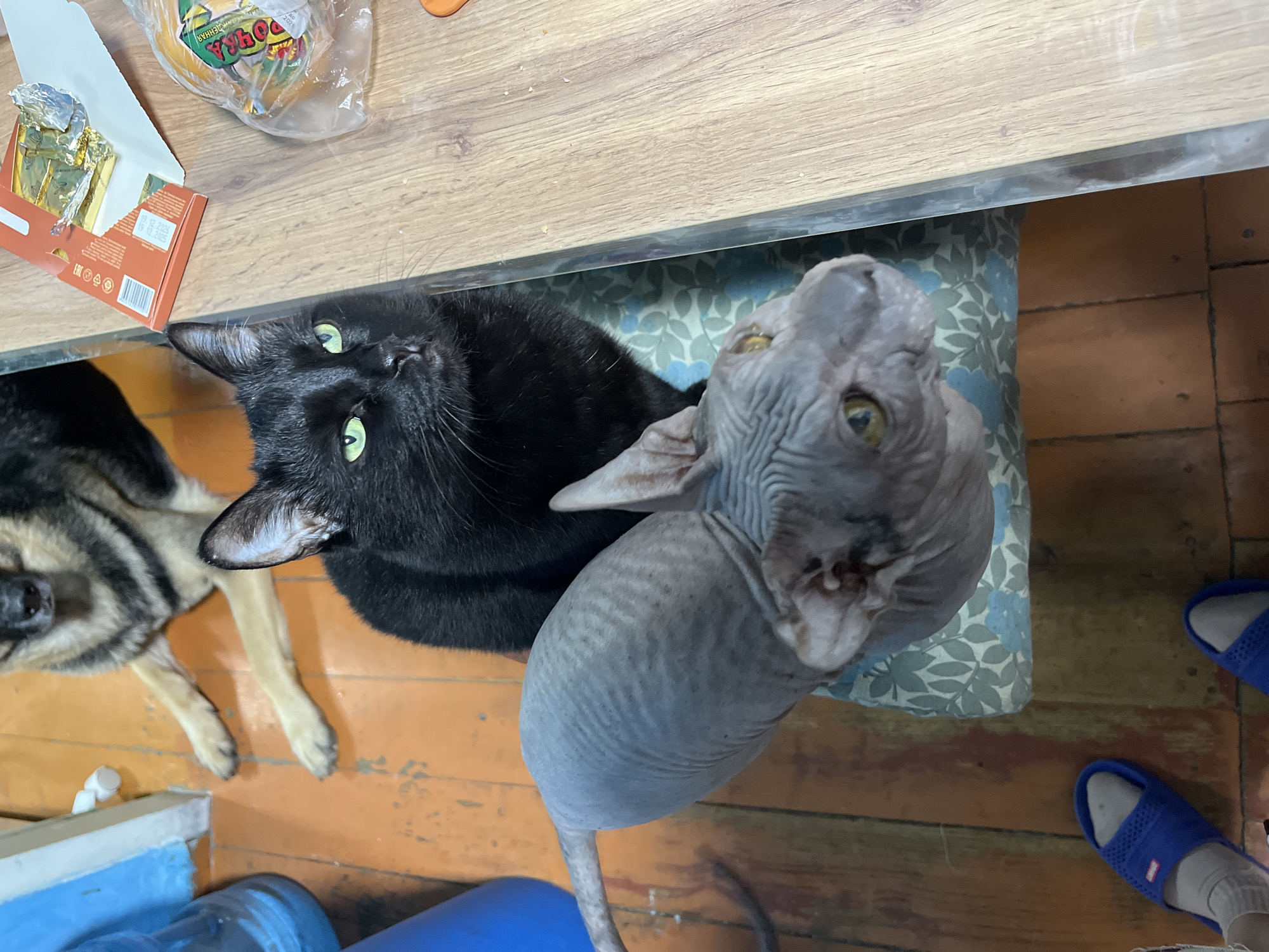 The image depicts an indoor scene, likely a residential setting, with a focus on animals. A black cat with bright green eyes sits prominently in the foreground, looking upwards and to the right. To the left of the black cat, a Sphynx cat is positioned, its grey, wrinkled skin visible as it also looks upwards and slightly to the right. Behind the cats, a German Shepherd dog is lying down on an orange wooden floor. The dog's fur is a mix of tan, black, and grey. The environment includes a wooden table with a partially opened box and a plastic-wrapped food item, suggesting a meal or snack was present. Blue slippers are visible on the floor in the lower left corner, indicating human presence. The floor appears to be made of wooden planks with some wear and tear. There is no discernible indication of the specific location within Nizhny Tagil, Russia, in this image.