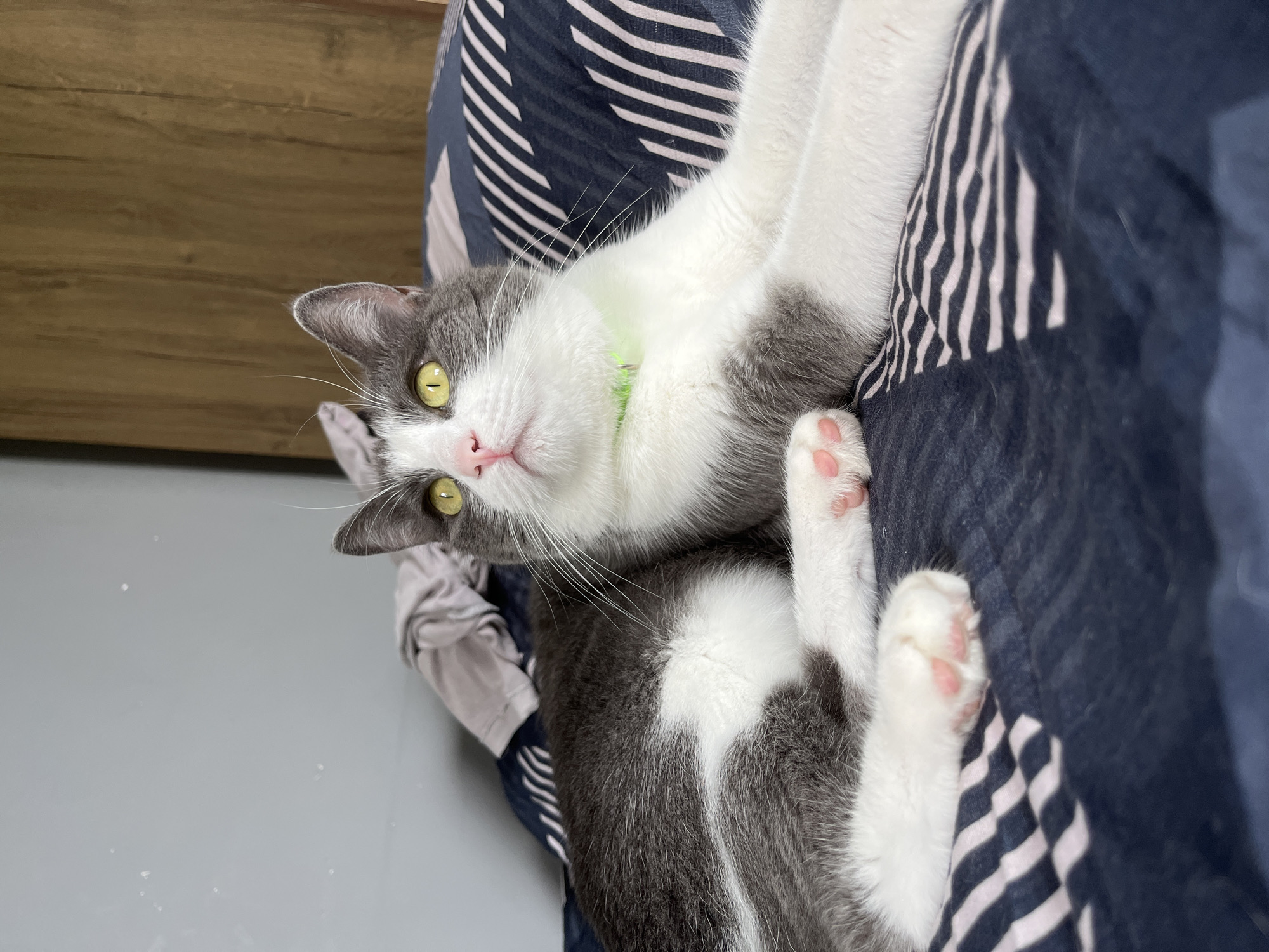 A grey and white cat with yellow eyes and a pink nose lies on a dark blue and white striped bedspread. The cat is wearing a bright green collar. The background includes a grey wall on the left and a wooden cabinet on the right. This image was taken indoors, likely in a bedroom, and no specific location in Ureki, Georgia can be identified.