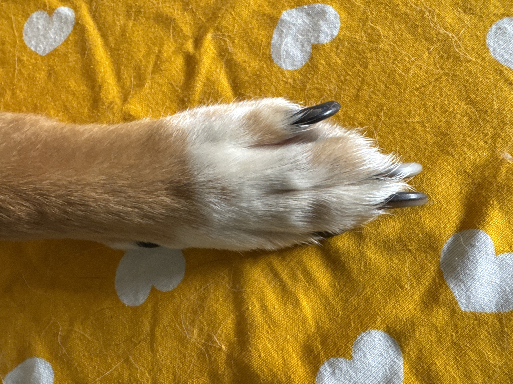 A close-up, overhead shot focuses on a dog's paw resting on a yellow textured fabric with white heart-shaped imprints. The dog's fur transitions from a light brown at the top to white on the paw. Dark, sharp claws are visible on the paw. The fabric appears to be a blanket or tablecloth. There is no information available regarding the location in Bila Tserkva, Ukraine, nor any details about people, actions, or interactions.