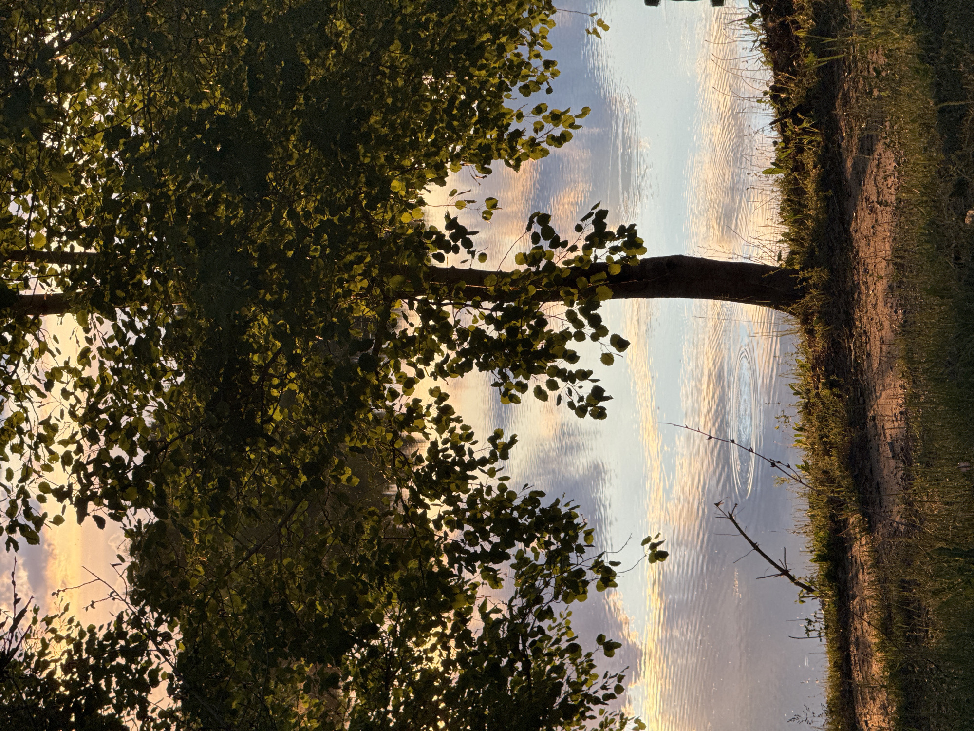 The image captures a tranquil waterside landscape, likely at sunset or sunrise, in Kamysh, Russia. A large tree with abundant dark green foliage dominates the left side and upper portion of the frame, its leaves partially silhouetted and backlit by the low sun. Patches of the warm, orange-yellow sky are visible through the gaps in the dense canopy.
The calm surface of a body of water, possibly a river or lake, occupies the middle and right sections of the image. The water beautifully reflects the colorful sky and soft clouds, displaying gentle ripples and patterns that distort the reflection into streaks of light and shadow. The reflected sky shows hues of light blue, soft yellow, orange, and pink, characteristic of dawn or dusk.
Along the right edge of the water, a natural bank is visible, composed of earth and sparse green grass, illuminated by the warm, low-angled sunlight. A bare tree trunk or large branch extends from the bank towards the center of the water. Another thin, dried branch with tiny buds or leaves also extends over the water. The scene depicts a serene natural setting with no apparent human activity. The overall mood conveyed is one of peace and natural beauty. There is no visible text in the image.
