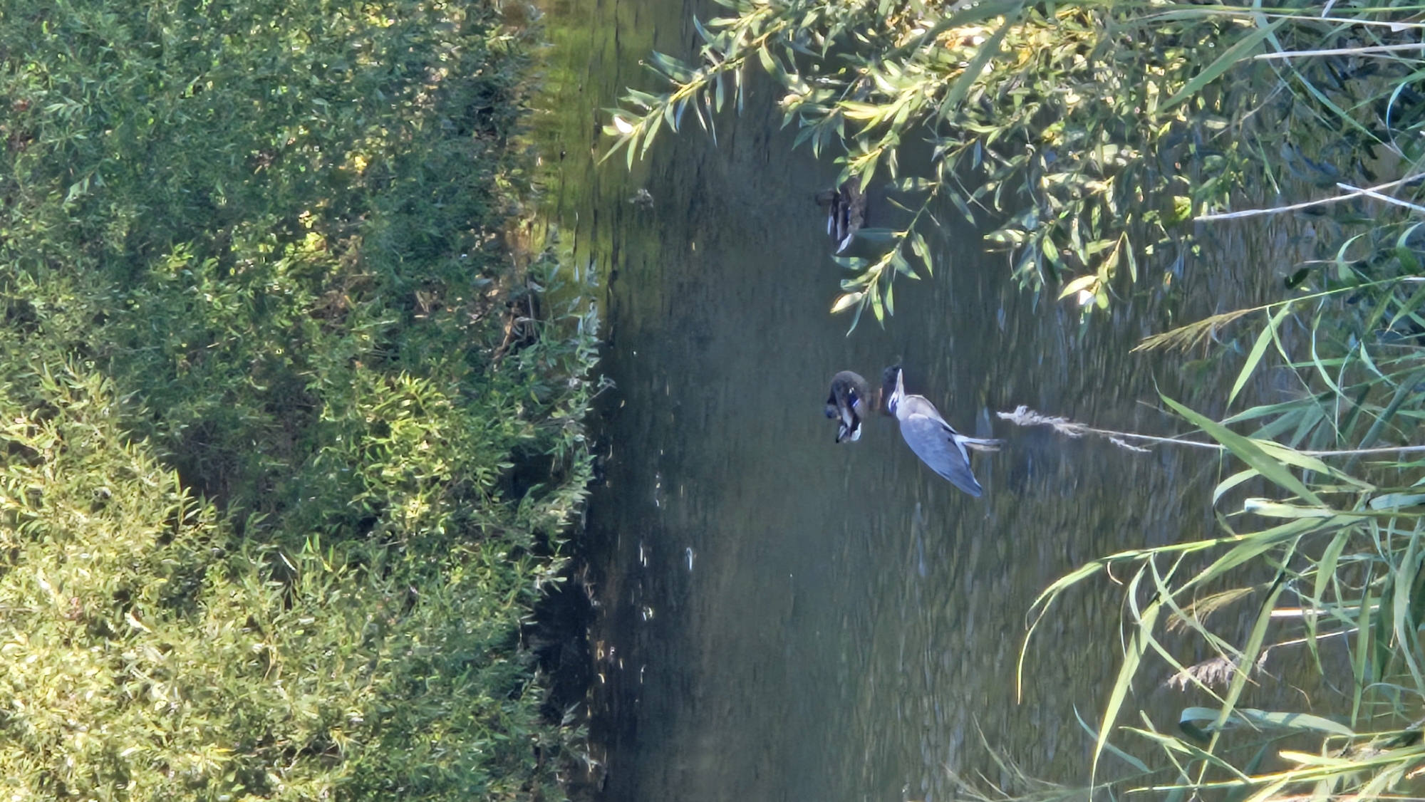 The image depicts a natural scene likely from a body of water, such as a river or pond, with lush green foliage bordering the water. In the water, there are three birds. One is a large, grey heron standing upright, its long neck extended. To the right and slightly behind the heron, two ducks are present in the water. One duck is preening, with its head tucked under its wing, while the other is facing away from the viewer. The water is calm and appears clear, with sunlight reflecting off its surface. The surrounding vegetation is dense and leafy, suggesting a temperate climate. There are no people visible in the image. This scene is not located in the city of Prešov, Slovakia, as the image does not contain any identifiable landmarks or characteristics of that specific location.