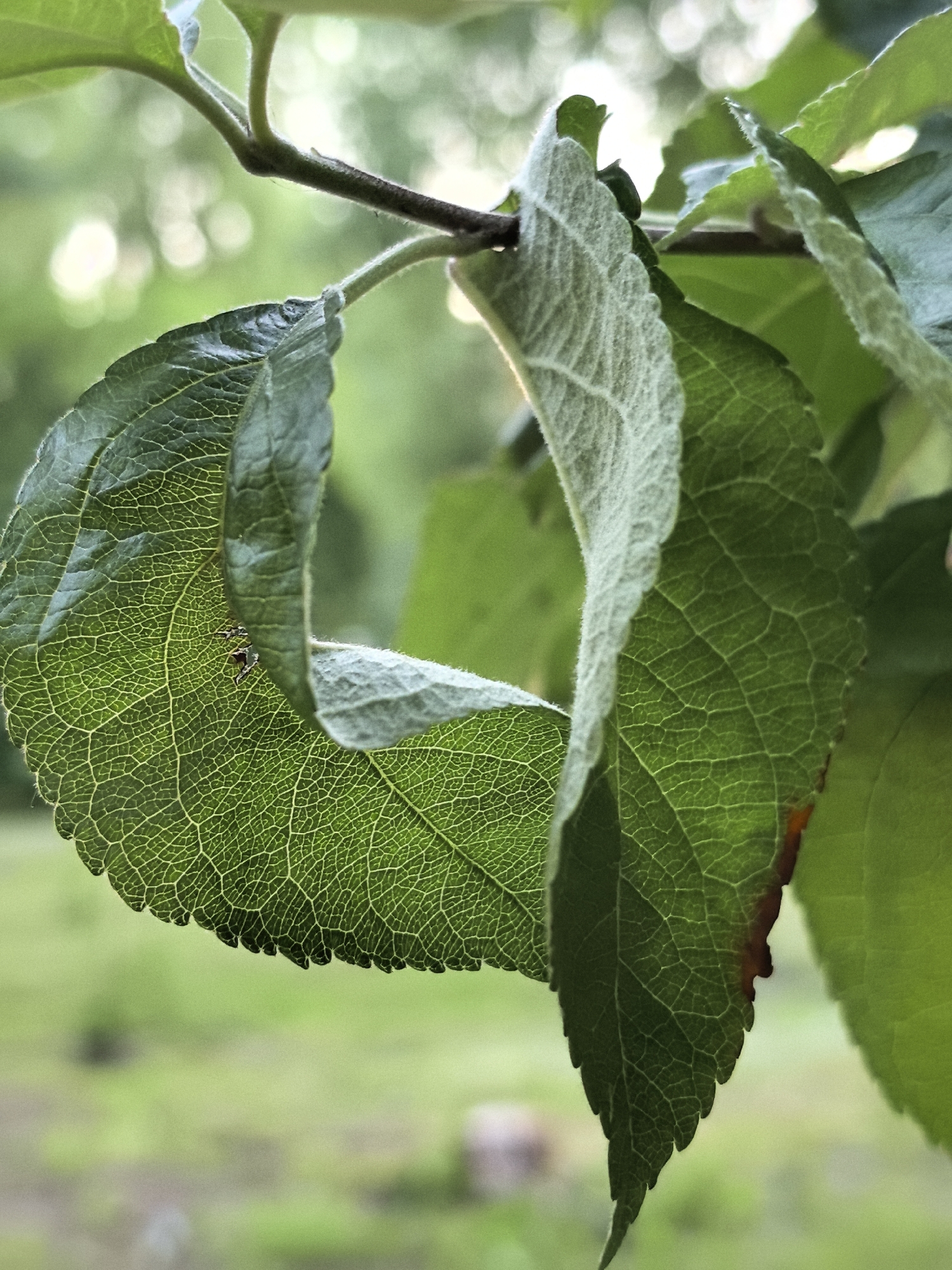 A close-up, eye-level shot focuses on a green leaf on a branch. The leaf is curled, with its underside, showing prominent veins, facing the camera. The upper side of another leaf, with a fuzzy texture, is visible curling around the first. A small, dark insect is perched on the veined surface of the curled leaf. The background is softly blurred, showing more green foliage and a hint of a darker tree trunk or branch. The lighting suggests it is daytime, with soft, diffused light illuminating the scene. The location is not specified.