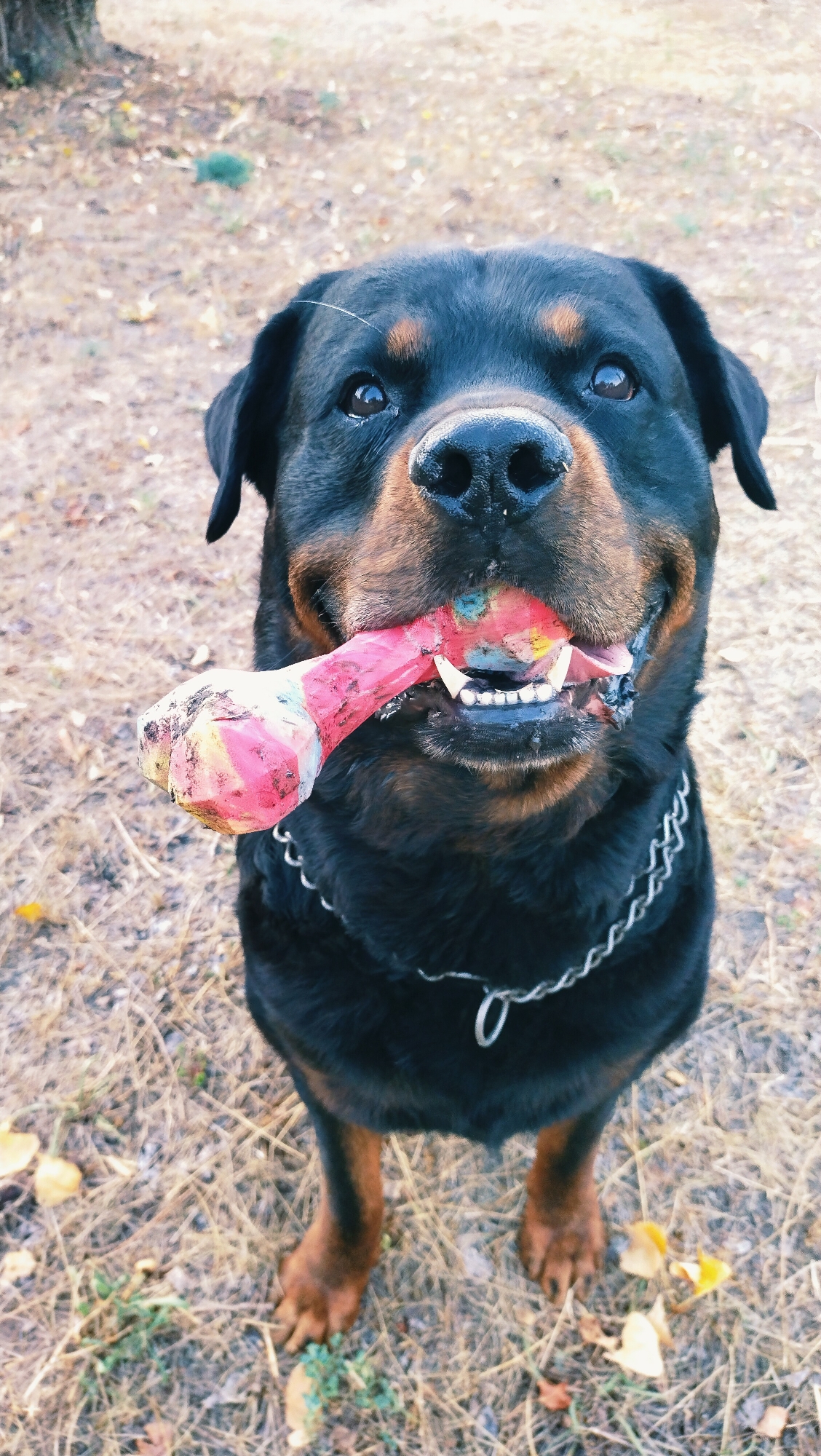 A Rottweiler dog is holding a colorful chew toy in its mouth, looking directly at the camera. The dog is outdoors on a ground covered with dry grass and a few fallen leaves. The dog is wearing a metal chain collar. The background shows blurred foliage and the trunk of a tree. The image appears to be taken in Horishni Plavni, Ukraine.