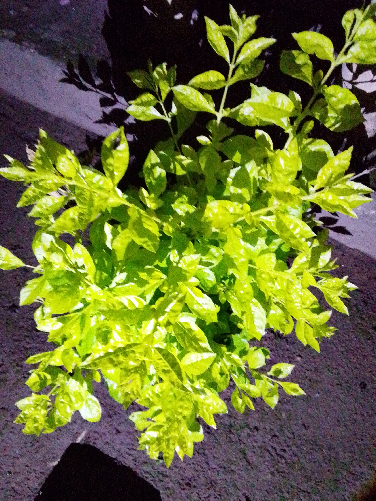 A close-up, high-angle shot captures a vibrant, lime-green shrub with pointed leaves. The plant is illuminated from above, casting shadows on the dark, textured ground beneath it. The ground appears to be asphalt or compacted earth, possibly a street or walkway in Serti, Nigeria, given the context. The overall lighting suggests it is either dawn or dusk, with artificial light sources also potentially contributing to the illumination and shadow play. No people or animals are visible in the frame.