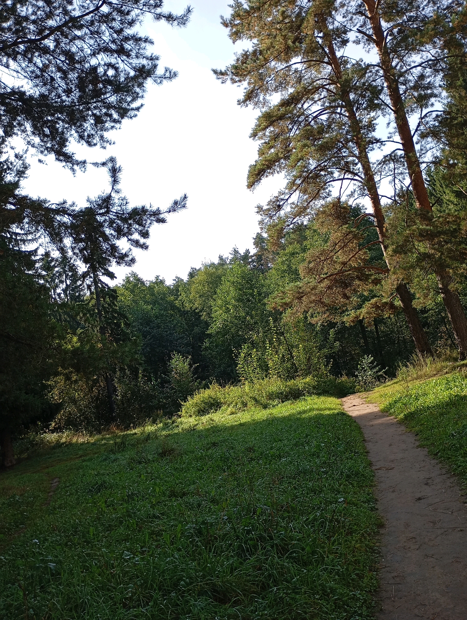 The image depicts a dirt path winding through a grassy, sun-dappled clearing in a forest. Tall pine trees with sparse needles frame the top and right sides of the scene, their branches casting shadows. The clearing is bordered by dense green foliage, with a mix of deciduous and coniferous trees creating a lush backdrop. The path appears well-trodden, indicating it is a frequently used trail within the forest. The lighting suggests it is daytime, with sunlight filtering through the trees and illuminating patches of the grass. The scene is natural and tranquil, characteristic of a park or nature reserve. This type of landscape is common in areas such as the Kama River embankment parks in Chaikovsky, Russia, which offer similar recreational spaces amidst forested environments.
