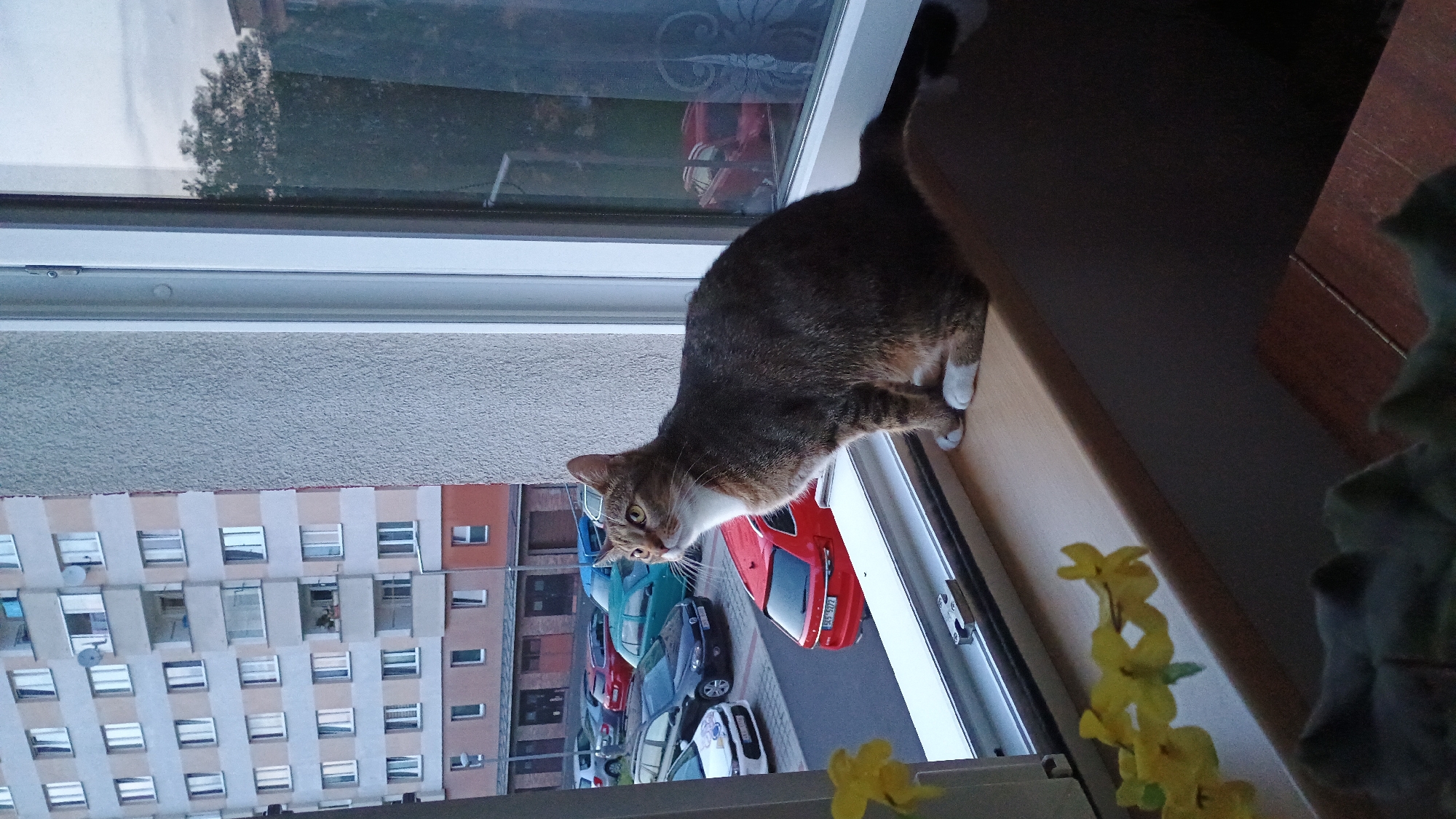 A tabby and white cat sits on a windowsill overlooking a street with parked cars and a multi-story apartment building. The cat is positioned in the center of the frame, looking upwards and to the left. The windowsill is wooden and has yellow flowers to the left of the cat. Outside, there are various cars, including red, blue, and white vehicles, and a red hatchback prominently parked in the foreground. The apartment building is light-colored with numerous windows. The sky is overcast. The image appears to have been taken in Sokolov, Czechia, given the context provided.