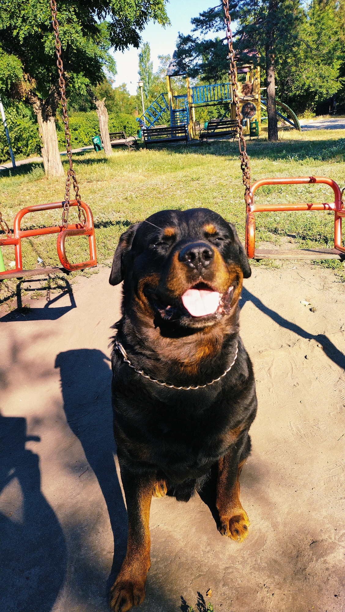 A Rottweiler dog sits in a playground area in Horishni Plavni, Ukraine. The dog is black and tan with a silver chain collar and its mouth is open with its tongue out. In the background, there is a playground with swings and a jungle gym. The ground is covered in sand and grass. The sun is shining, casting shadows on the ground.