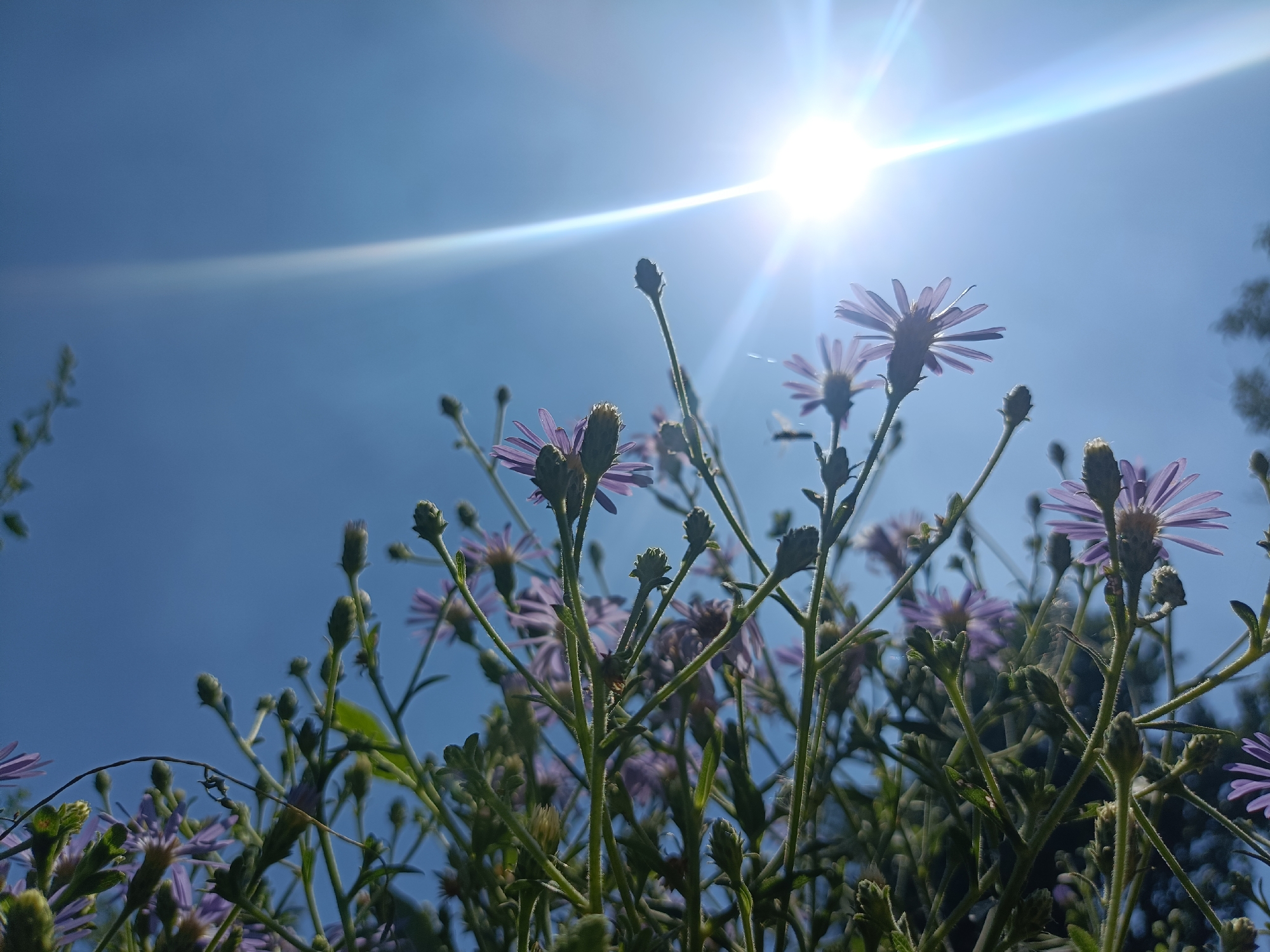A low-angle, close-up shot captures a cluster of purple asters blooming against a bright blue sky. The sun, a brilliant white orb with prominent lens flare, shines intensely from the upper right quadrant, casting a bright glare across the scene. The flowers, with their delicate purple petals and green stems, are silhouetted against the sky and the sun's glare. Some of the flowers are in full bloom, while others appear to be budding. The stems are covered in fine hairs, and some green leaves are visible. The background consists of an expanse of clear blue sky, with a hint of dark foliage in the upper right corner. The image composition emphasizes the upward growth of the flowers and their interaction with the strong natural light.