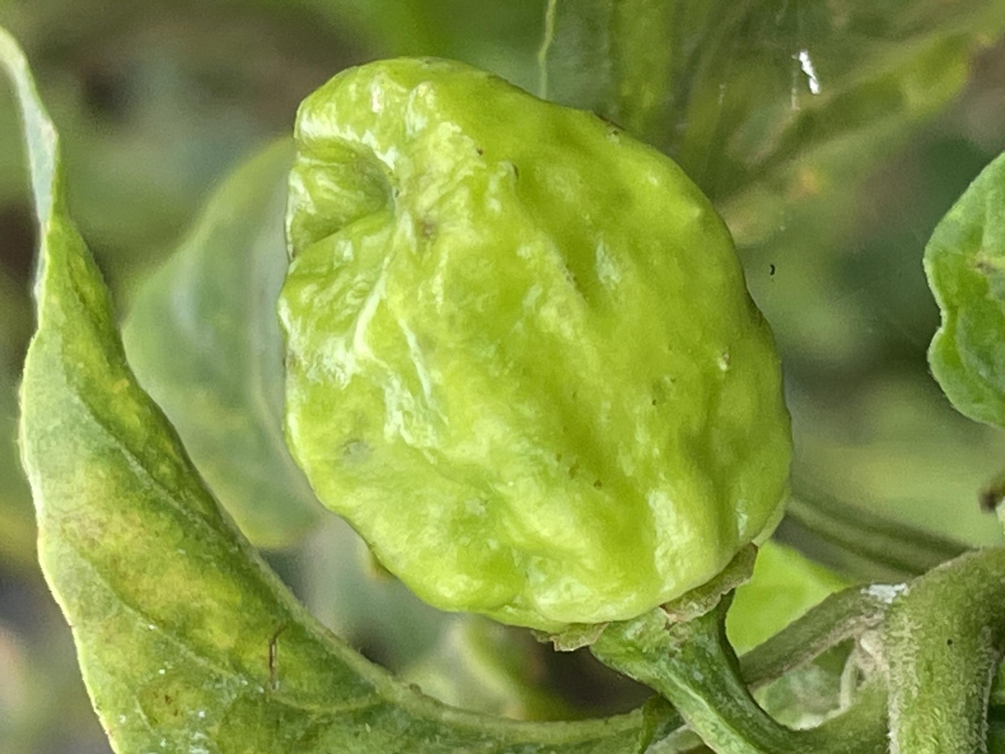 A close-up shot depicts a green, unripe pepper, potentially a scotch bonnet or habanero variety, still attached to its plant. The pepper has a slightly bumpy texture. The surrounding leaves are also green, with some showing signs of minor discoloration. The background is blurred. There's no information available in the image to place the shot in Jos, Nigeria.