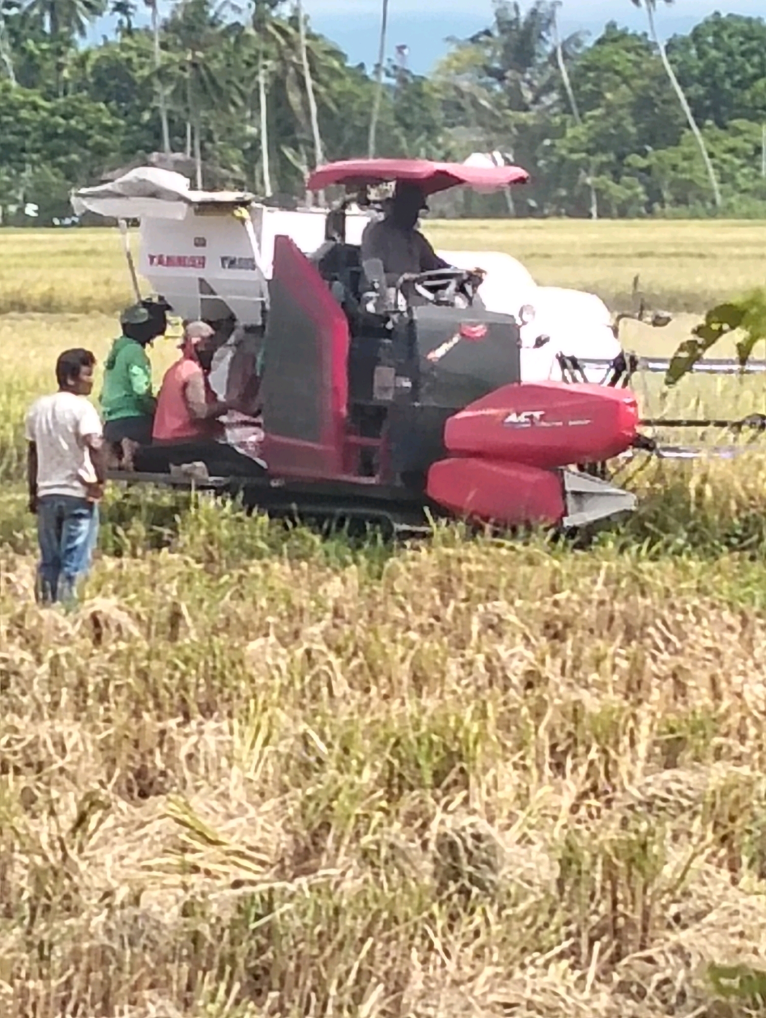 The image depicts a group of people operating a combine harvester in a rice field. Three men are visible on and around the machine, with one man driving, another sitting on the back, and a third standing to the side. A fourth person is standing in the foreground, observing the activity. The combine harvester is a large, red and white piece of agricultural machinery with the text "ACT" visible on its side. The scene is set in a rural area with a background of palm trees and a bright sky, suggesting a sunny day. The rice stalks in the field appear to have been recently harvested. The overall impression is one of agricultural work taking place in a tropical or subtropical environment. The location context provided is Teungoh, Indonesia.