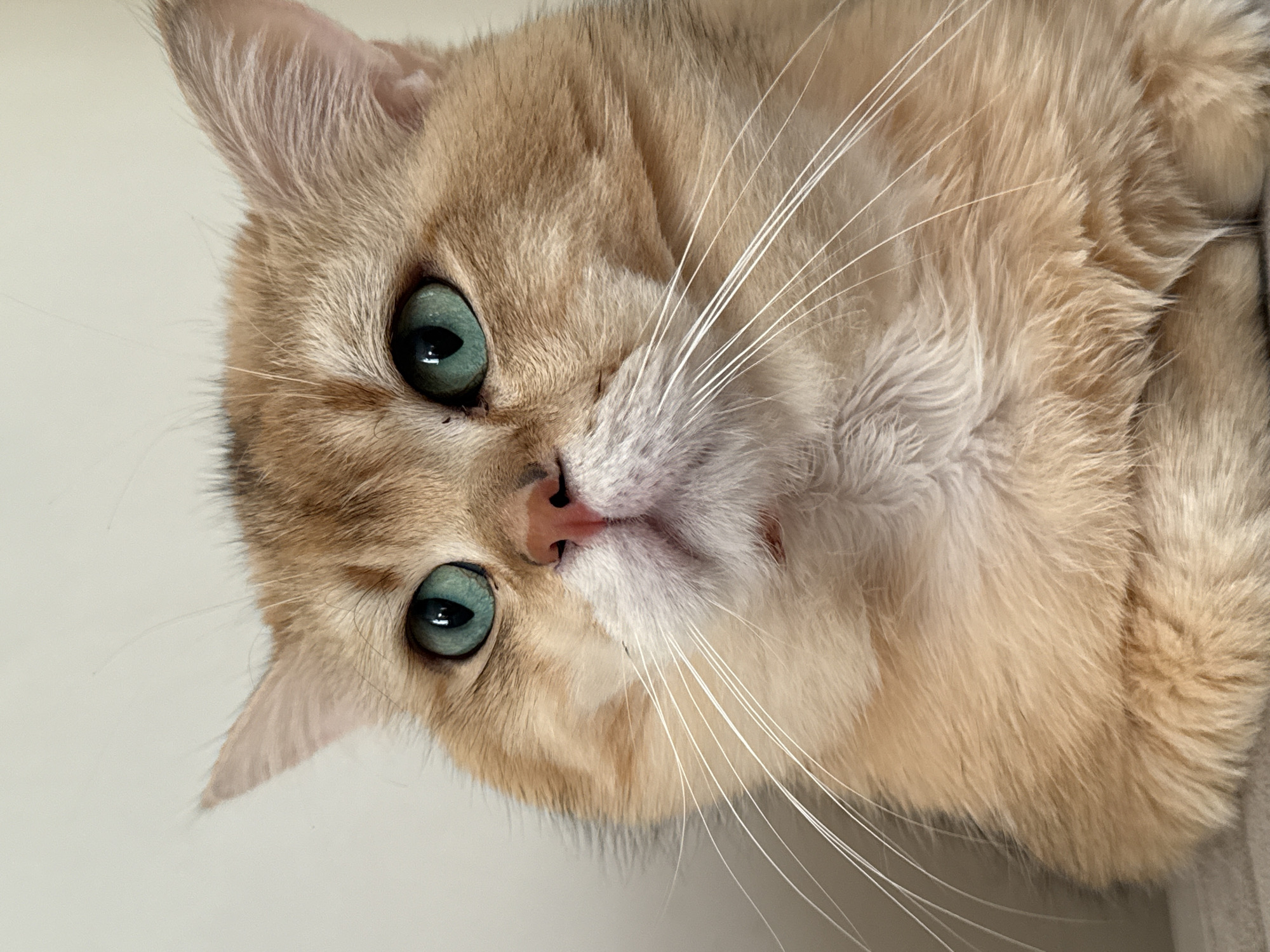 The media file is a close-up, headshot of a light-colored cat with striking teal eyes. The cat's fur is a mix of golden and light brown tones, with some darker tabby markings visible on its face. Its whiskers are long and white, fanning out from its muzzle. The cat is positioned on a plain, light-colored surface, likely a wall or furniture, with the camera angled downwards towards it. The lighting appears to be soft and natural, suggesting it might be daytime. The cat's expression is alert and curious, with its eyes wide open and focused on something just out of frame. There are no people, text, or specific location cues to suggest it's in Yurukovo, Bulgaria, other than the provided context. The image is a simple portrait of a cat, highlighting its features and gaze.