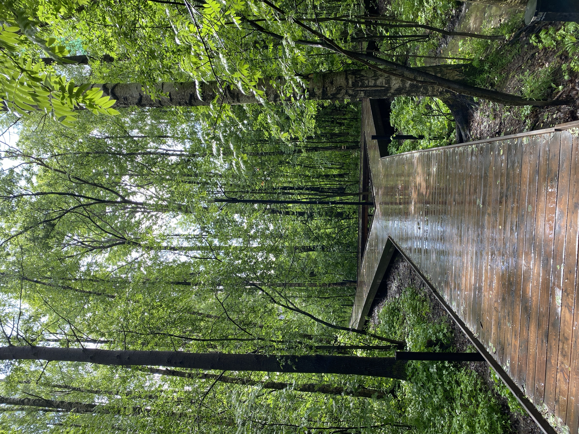The image depicts a wet wooden walkway winding through a densely wooded area. The walkway is constructed of planks and shows signs of recent rain. The trees are tall and slender, with green leaves creating a canopy overhead. The location is not specified in the image.