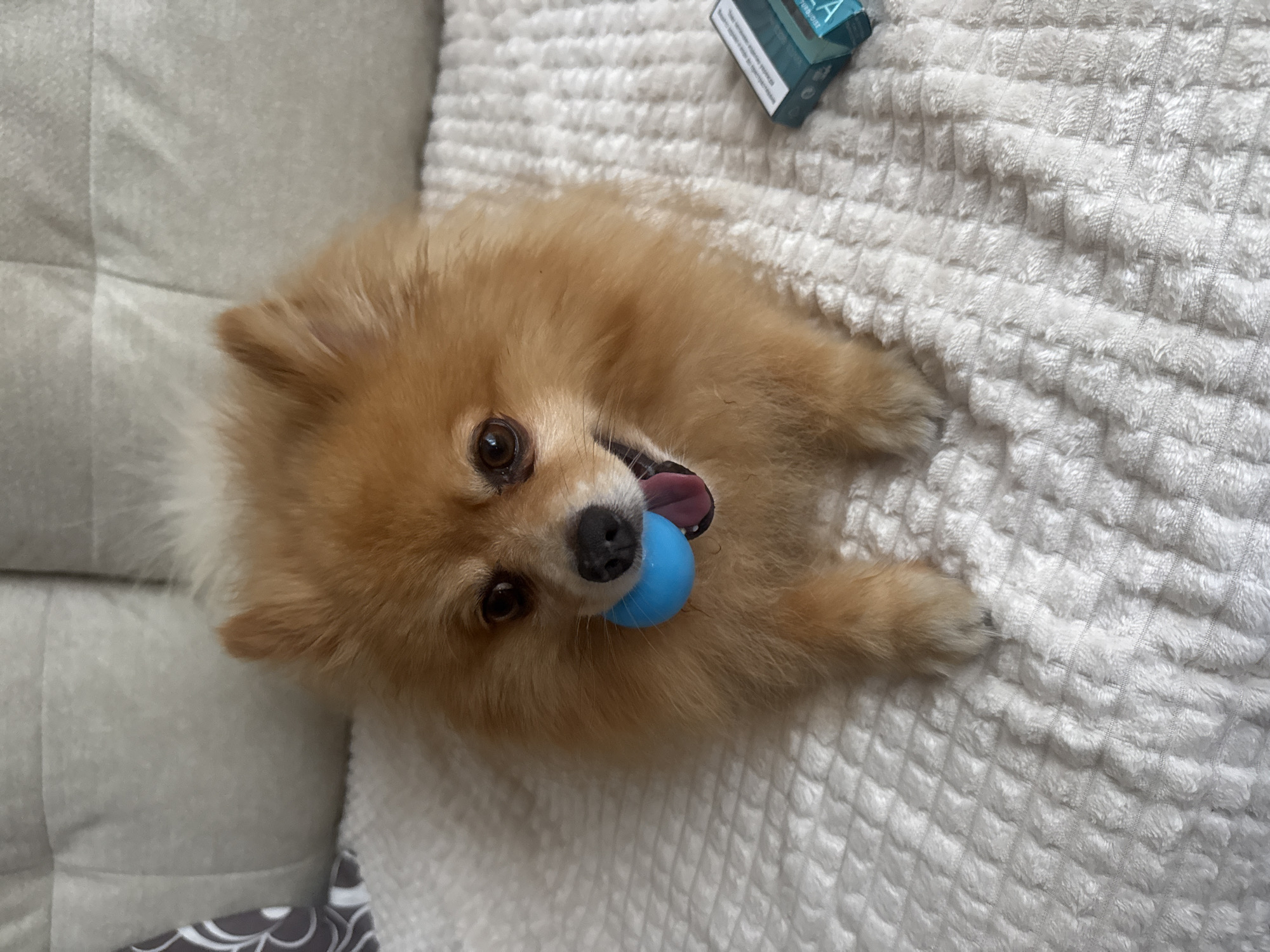A fluffy Pomeranian dog with amber fur holds a bright blue ball in its mouth while lying on a textured white blanket. The dog's tongue is slightly visible. In the background, a light gray quilted sofa is visible. To the right of the dog, a small, teal-colored box, possibly packaging, is placed on the blanket. The scene appears to be indoors, likely in a home setting, and there is no indication of the specific location within the city of Plovdiv, Bulgaria.
