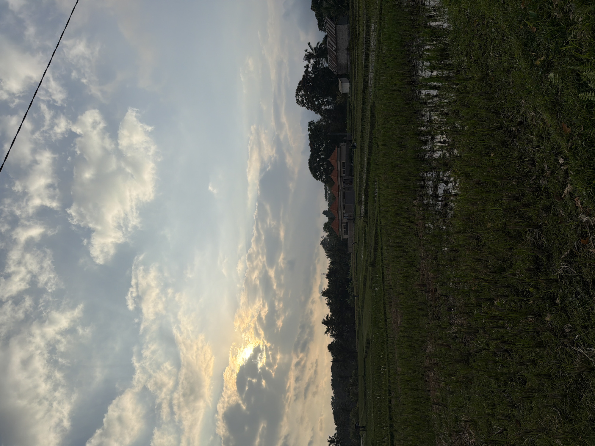 A wide shot captures a lush green rice paddy field stretching across the foreground under a partly cloudy sky. The sun, partially obscured by clouds, casts a soft, diffused light across the scene, illuminating the sky with a warm glow. In the middle ground, a cluster of buildings with orange-tiled roofs is nestled among a dense line of dark green trees, primarily palm trees. To the right, a smaller building with a corrugated metal roof stands in contrast to the larger structures. The sky above is a blend of pale blue and grey clouds, with a thin black wire extending across the upper portion of the frame. The overall impression is one of a tranquil rural landscape bathed in the gentle light of either sunrise or sunset.