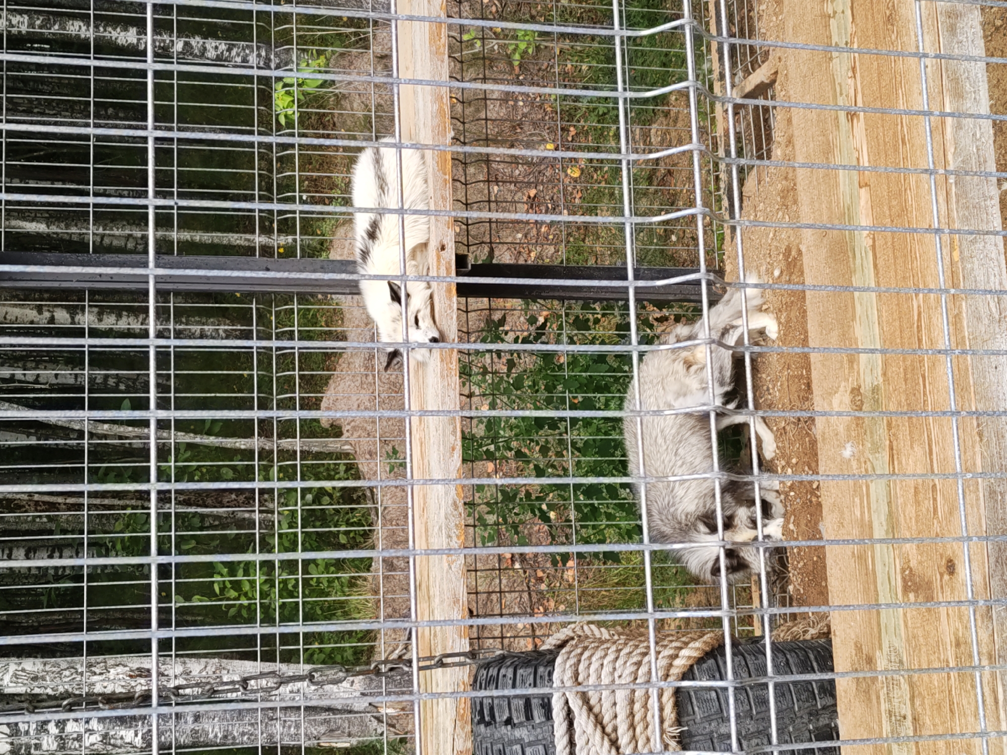 This is a photograph taken in the city of Dorishchi, Russia, showing two arctic foxes within an enclosure. The enclosure is made of wire mesh fencing and features wooden platforms and a tire with rope as enrichment. The background consists of a dense forest with birch trees. One fox, predominantly white with black markings on its head and back, is resting on a wooden platform. The second fox, with a grayish-white coat, is on the ground below, appearing to forage or sniff the dirt. The lighting suggests it is daytime, and the overall scene depicts an animal habitat or zoo enclosure.