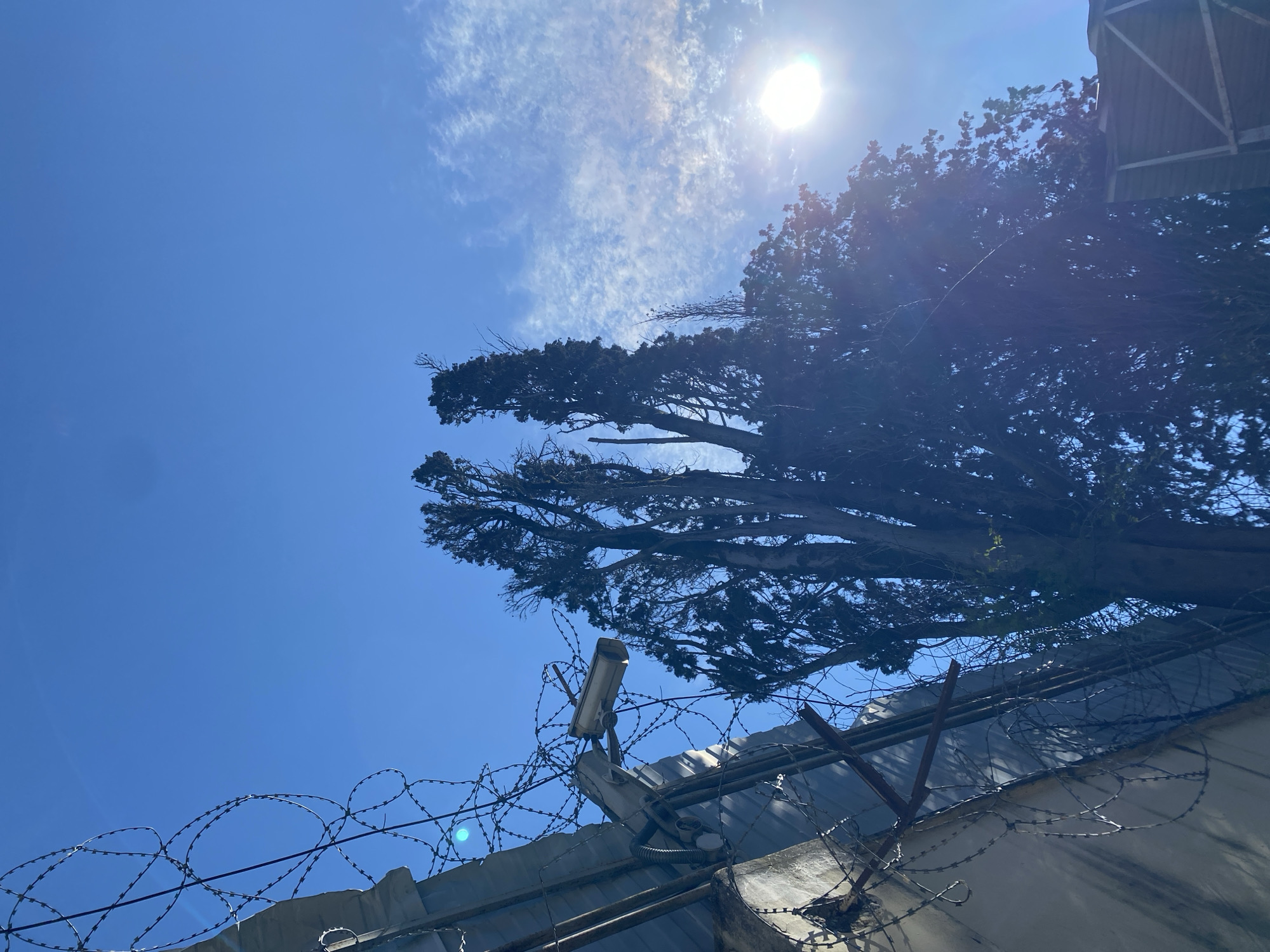 The image shows a view of a blue sky with scattered clouds and the sun. Below the sky, there is a tall tree with dark foliage. In the foreground, there is a security fence topped with barbed wire. A security camera is mounted on the fence post. The fence appears to be part of a building or structure. The location is Sochi, Russia. No people are visible in the image.