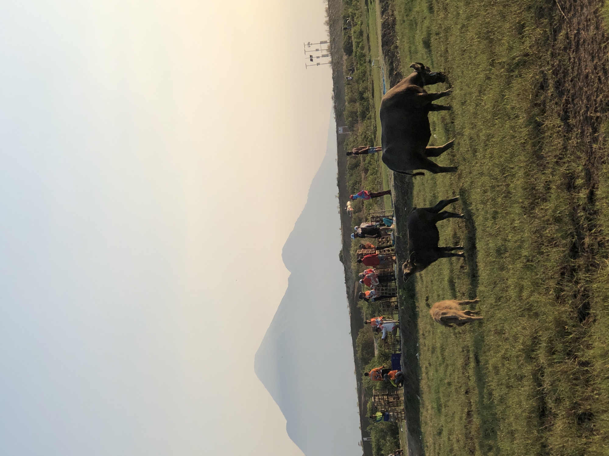 In Gempolsari, Indonesia, on a grassy field, two water buffalo are grazing. One adult water buffalo stands to the right, facing forward and grazing. A smaller, lighter-colored water buffalo is to the left of the adult, also grazing, with its rear facing the camera. In the background, a group of people, approximately ten individuals, are gathered around wooden structures that appear to be stalls or enclosures. They are engaged in various activities, with some standing and observing, while others are crouching or attending to the structures. Behind the people and the stalls, a hazy, large mountain dominates the horizon under a pale sky. The overall environment suggests an outdoor rural or semi-rural setting, possibly during late afternoon due to the soft lighting and hazy atmosphere.