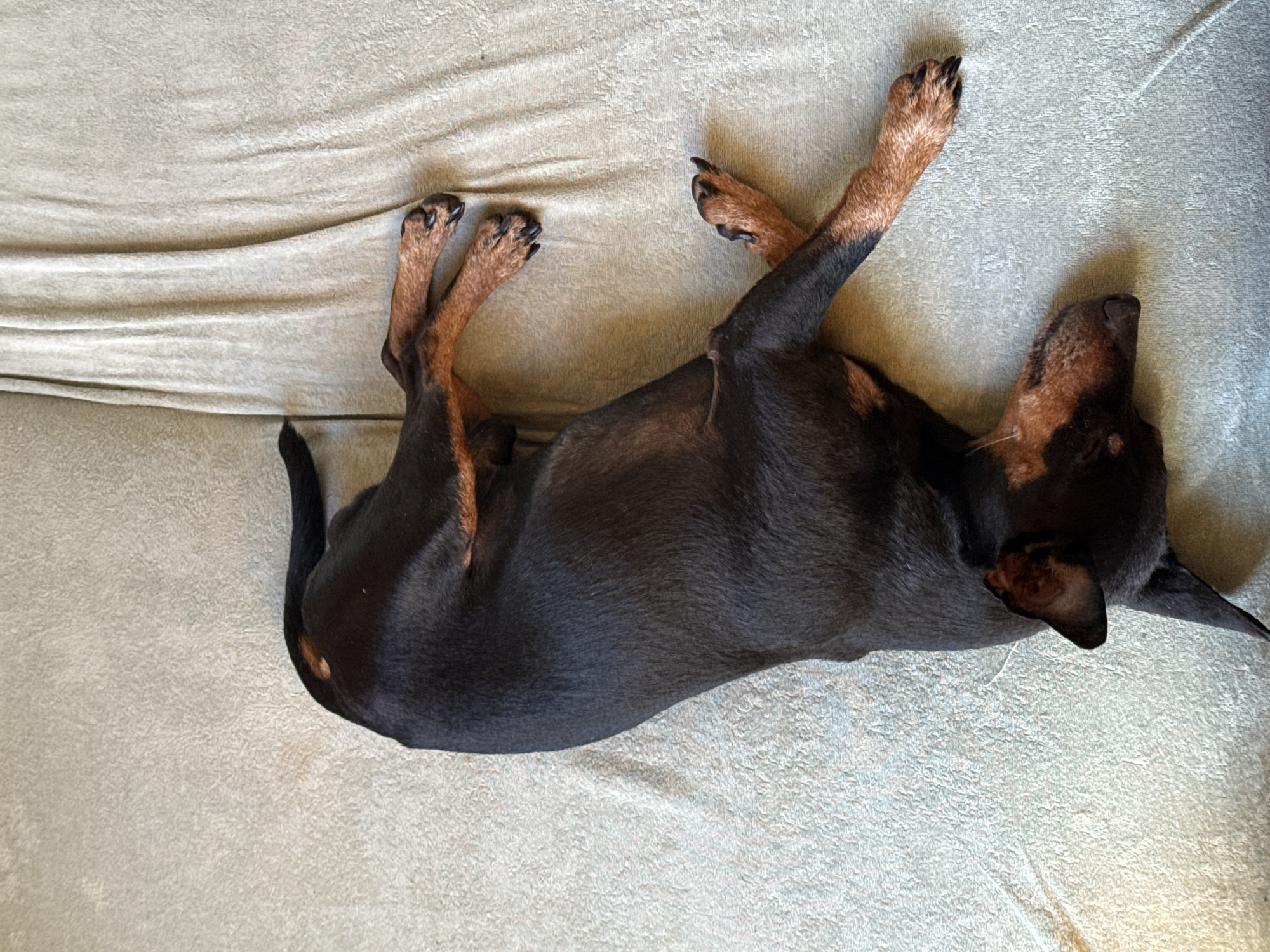 A black and tan dog lies on its back on a textured, light-colored surface. The dog is positioned diagonally across the frame, with its head near the upper right corner and its tail near the lower left corner. The dog's legs are extended and angled upwards. The location in the city of Nizhnyaya Chermoda, Russia is not discernible from the image.