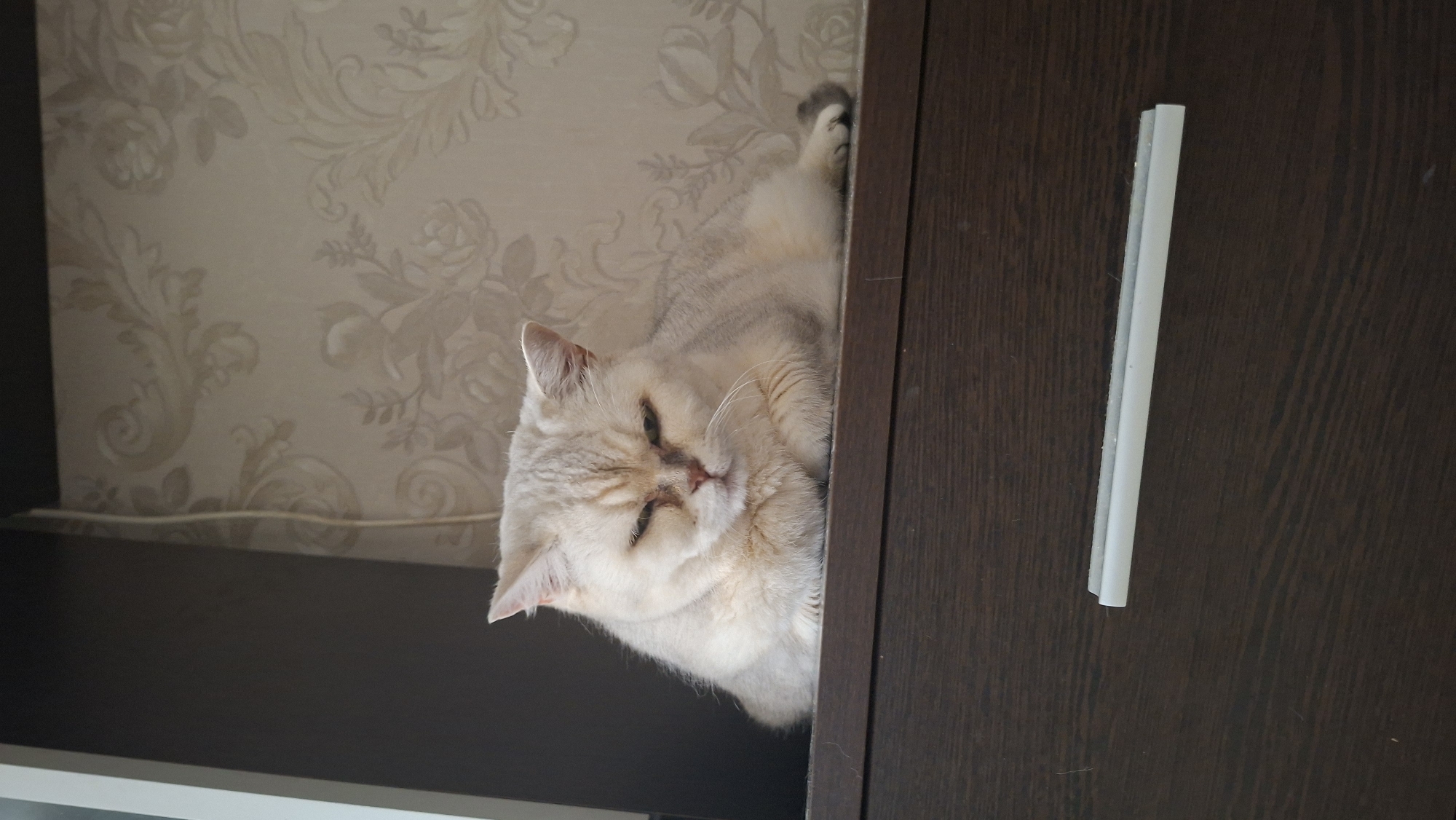 A light-colored, fluffy cat with green eyes is lying down on a dark brown shelf. The cat is facing the camera and has its paws tucked underneath its body. Its eyes are partially closed, and it appears to be relaxed. The background consists of a wall with a floral wallpaper pattern and a dark cabinet. The overall scene suggests a domestic setting. The provided crops are zoomed-in views of the cat and the shelf. There is no information in the image that can be used to determine the location in the city of Myadzyel, Belarus.
