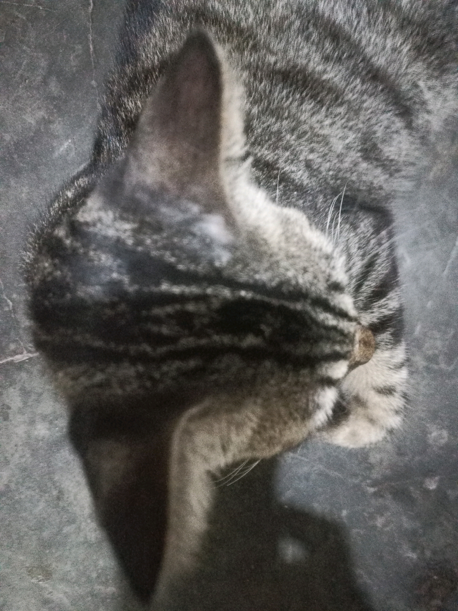 This is a close-up, top-down photograph of a tabby cat lying on a dark, textured surface, possibly concrete or stone. The cat's head is tilted downwards and slightly to the right, obscuring much of its body. Its fur displays the characteristic striped pattern of a tabby, with shades of gray, black, and white. The cat's ears are visible, and its whiskers are faintly seen. A shadow is cast on the surface to the left and slightly below the cat, suggesting a light source from the right and slightly above. The image is from Mlaten, Indonesia.