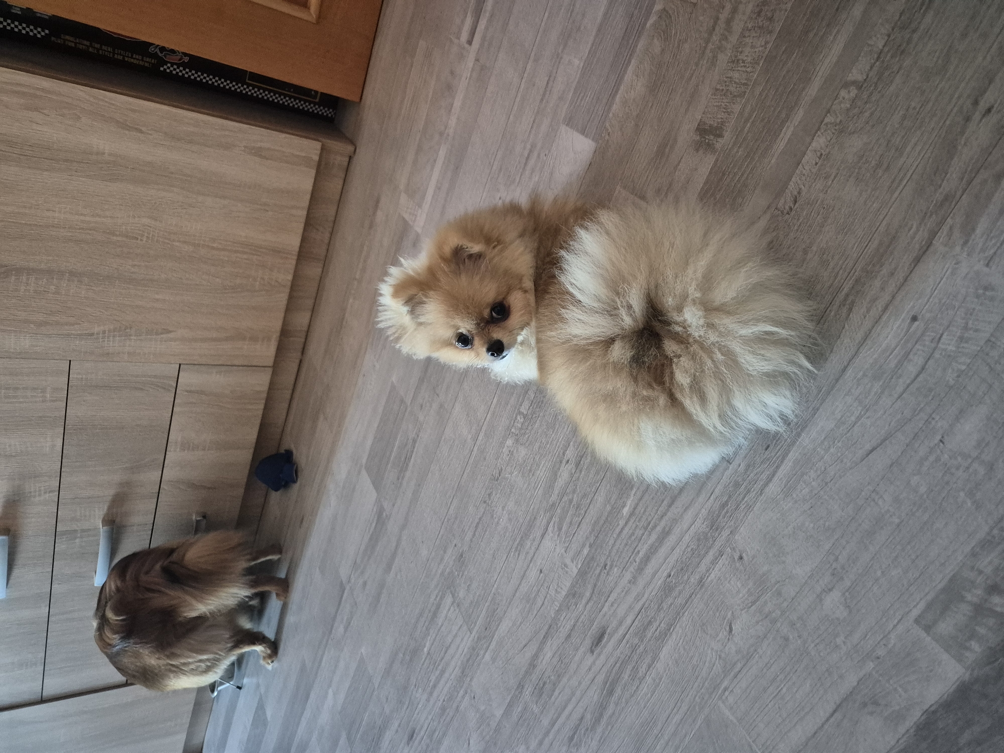 The image shows two dogs on a wooden floor. The dog in the foreground is a Pomeranian, with fluffy tan fur and dark eyes. It is lying on its side, looking up at the camera with a curious expression. The other dog, a smaller breed with brown fur, is visible in the background, facing away from the camera and grooming itself. The room appears to be a domestic setting, possibly a bedroom or living room, with a wooden wardrobe to the left of the frame. The lighting suggests it is daytime. There is some text visible on a black strip on the top of the wardrobe, but it is illegible.