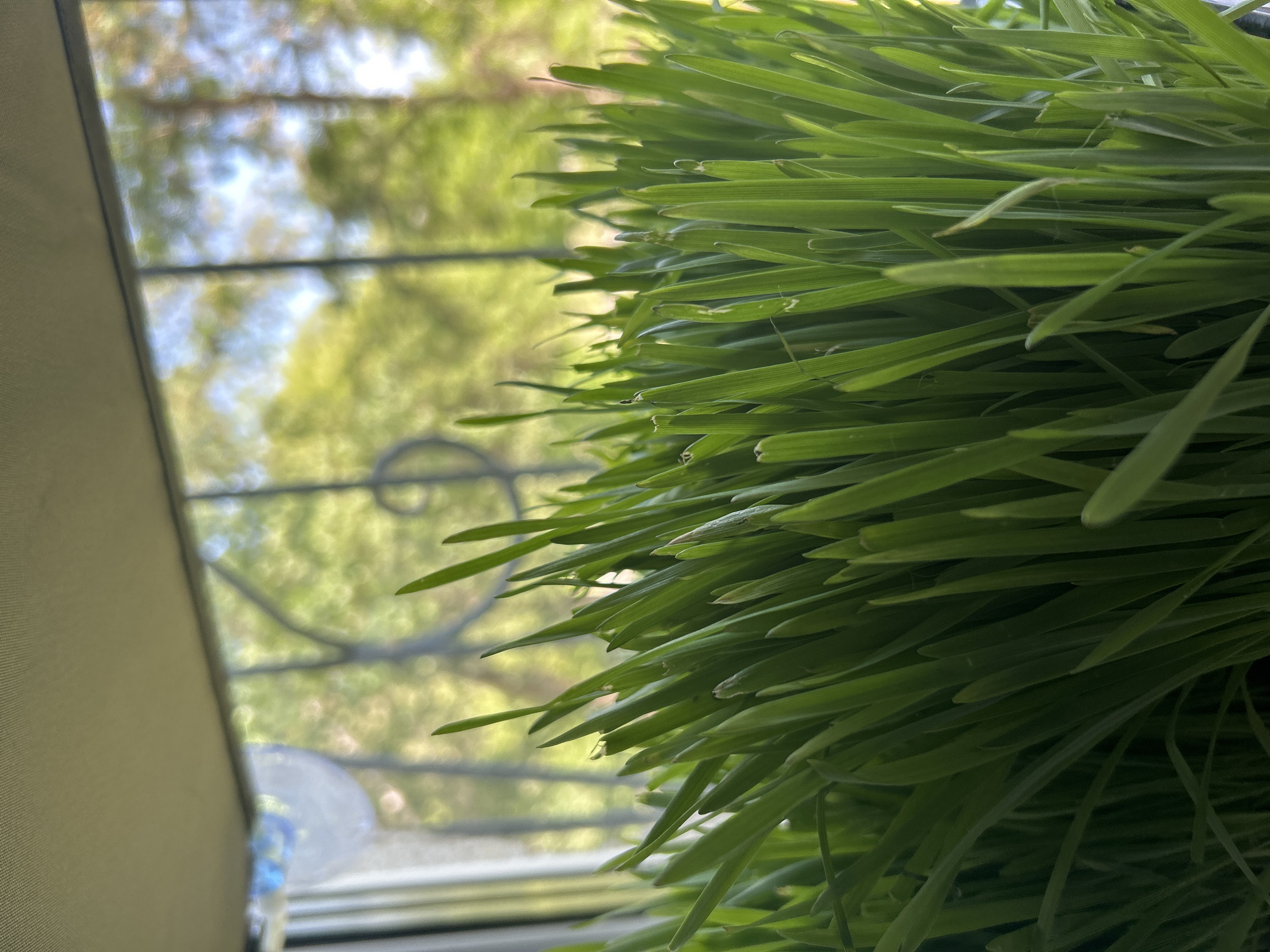 The image presents a close-up, low-angle perspective of a dense growth of bright green, slender-bladed plants, consistent with wheatgrass or similar foliage, occupying the majority of the lower and central frame. The plants are upright and appear healthy, with a few individual blades exhibiting slight bends or light-colored streaks.
Behind the prominent greenery, an outdoor environment is visible through what appears to be a window or screen enclosure, rendered with a soft, out-of-focus bokeh effect. This blurred background consists primarily of varying shades of green and yellowish-green foliage, indicating trees or bushes, beneath patches of bright, hazy light blue, suggesting a sky. A dark, decorative metal grate or railing with curvilinear patterns is partially visible through the blurring in the midground, particularly on the left. A thin, dark vertical frame element is present on the far left, and a horizontal dark line defines the top edge of the window opening.
Above the window and the distant outdoor scene, the top portion of the image shows a flat, light beige or tan-colored textured surface, consistent with a ceiling or an awning. The entire scene is illuminated by bright, natural daylight, casting even light on the foreground plants. No human figures, animals, or discernible actions are depicted. The location is an indoor or semi-enclosed space, looking outwards, in the city of Unknown, Unknown.