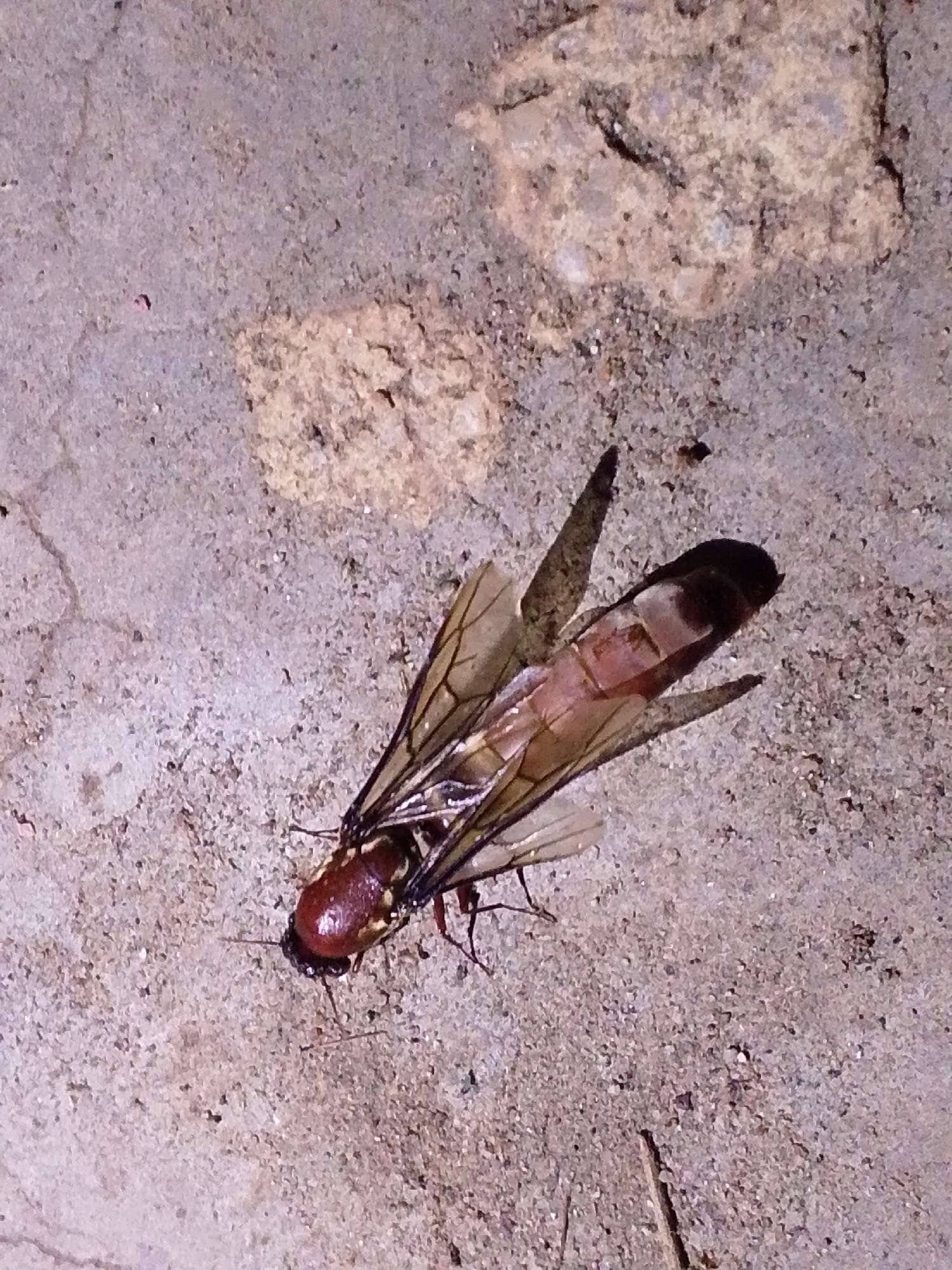 A dead, winged insect lies on a coarse, grey, concrete surface. The insect is positioned diagonally, with its head to the bottom left and its wings spread out. The insect's body is reddish-brown and segmented, with prominent wings that are translucent and veined. The concrete surface shows some wear and tear, with small stones and debris scattered across it. The lighting suggests it is nighttime or a dimly lit area. The scene is located in Serti, Nigeria.