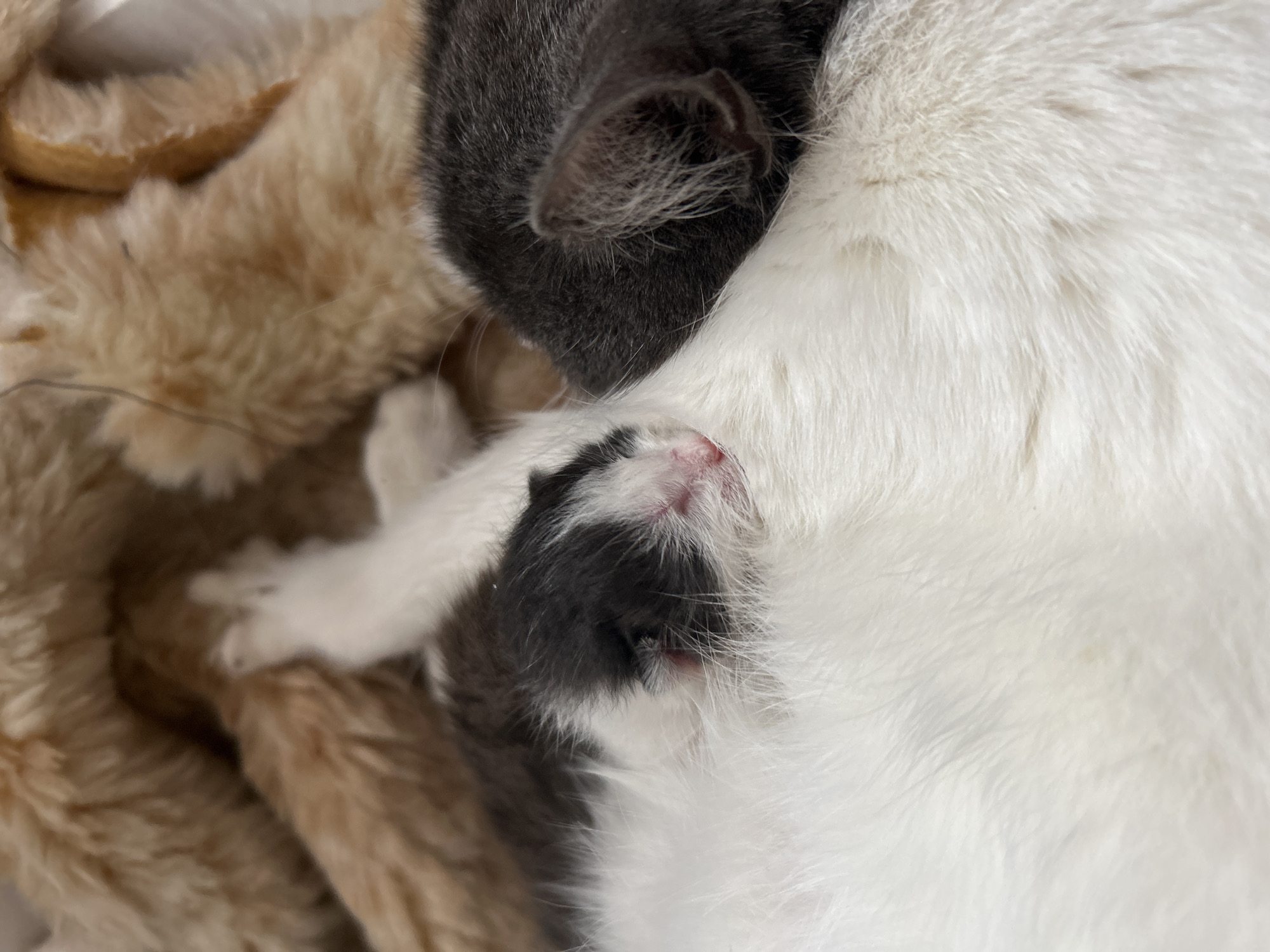 A close-up shot shows a white cat lying with two kittens nestled against its body. One kitten is gray, with only the back of its head and ear visible. The other kitten is black and white, with its face visible, including its pink nose. The cats are lying on a tan furry surface, possibly a blanket or bed. The location in the city of Ural'skoe, Russia is not possible to determine from the image.