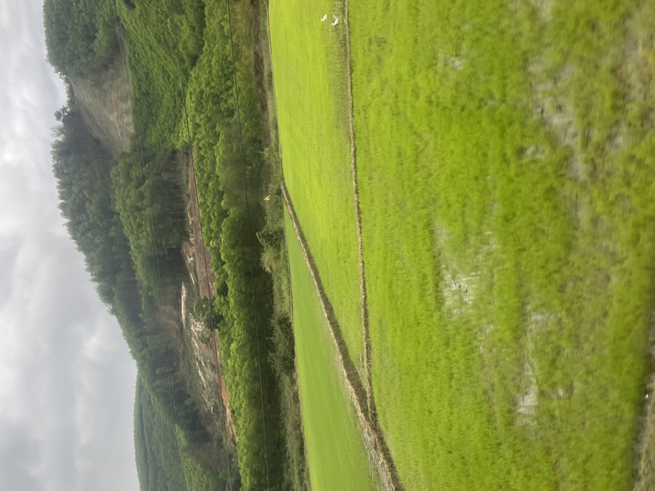 The image displays a rural landscape in Myui, Vietnam, under an overcast sky. In the foreground, multiple sections of vibrant green cultivated fields, likely rice paddies, are visible. These fields are segmented by narrow, raised earthen bunds, and several areas contain standing water reflecting the sky. Two small, white-feathered birds, consistent with egrets, stand in the water within the rightmost field section. Above the fields, a horizontal band of dense green foliage extends across the midground. Behind this, a prominent strip of reddish-brown earth is exposed on a hillside, indicating an area of land clearing or erosion. A faint, dark horizontal line, possibly a road or track, runs across this cleared area. Multiple thin, dark horizontal lines, consistent with power lines, traverse the midground. A small yellow marker flag is positioned near the center-left, at the edge of the green vegetation. The background features several undulating hills densely covered in tall, slender green trees. Additional lighter soil patches are visible on the upper slopes of these hills, suggesting further areas of land alteration. The sky above is uniformly grey and cloudy, without discernible breaks. No human figures or discernible structures of habitation are present.