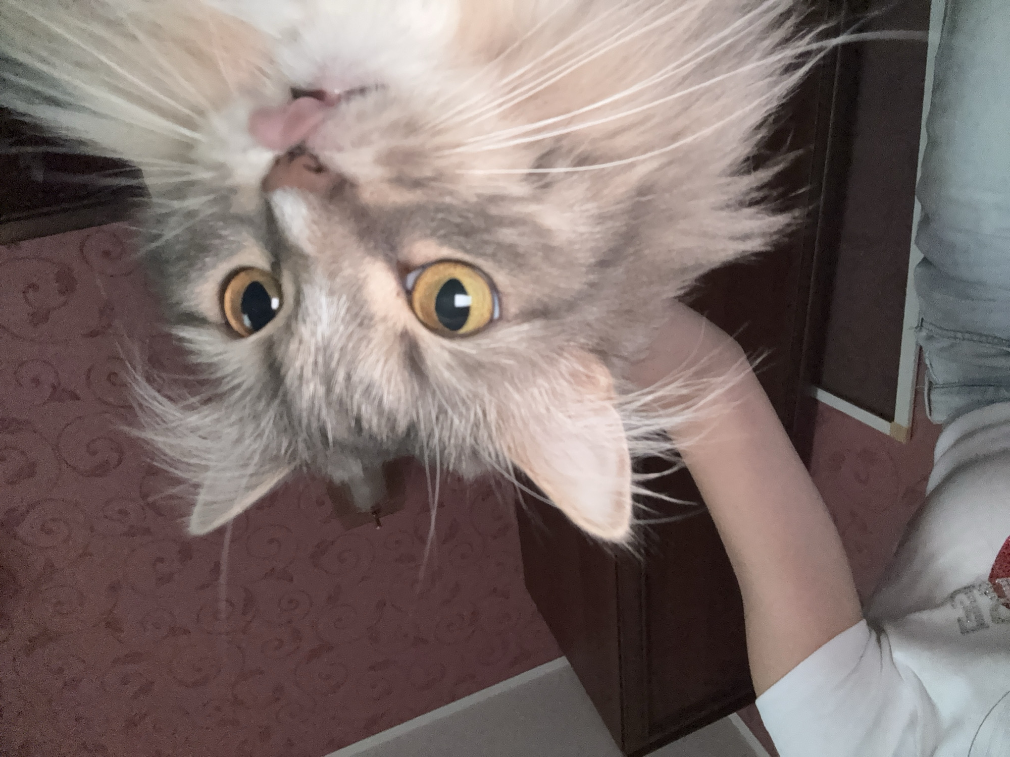 The image shows a close-up of a long-haired tabby cat with yellow eyes and its tongue sticking out. The cat is looking towards the camera. To the left of the cat, a person's arm and shoulder are visible, wearing a white t-shirt and blue jeans. The person's arm appears to be petting or holding the cat. The background consists of a dark wooden cabinet and a wall covered with reddish-brown patterned wallpaper. The scene appears to be indoors, likely in a residential setting. There is no indication of the location being in the city of Perm, Russia.