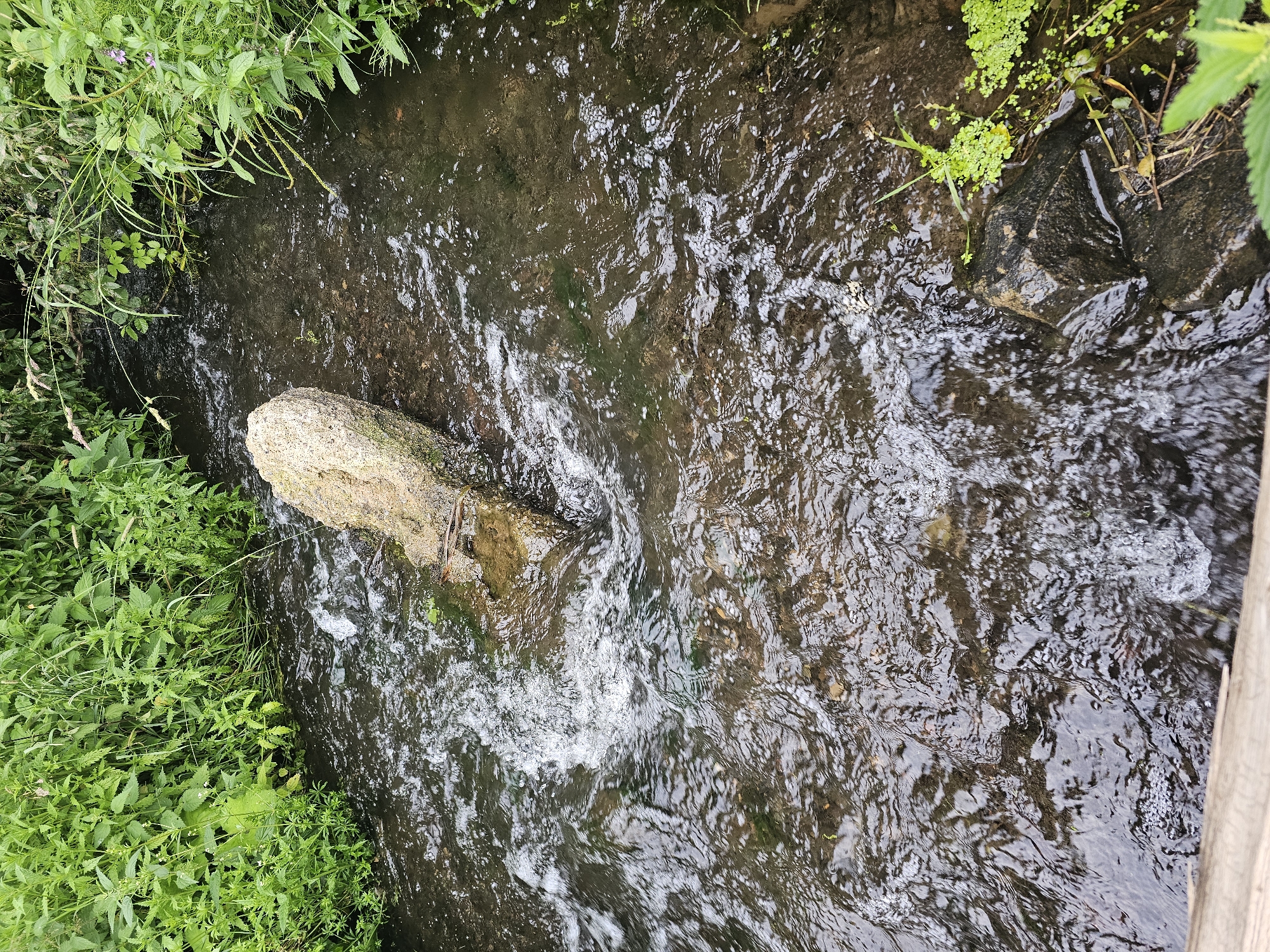 The image depicts a natural scene of a shallow, flowing stream bordered by lush green vegetation. A single, light-colored rock stands prominently in the middle of the water, partially submerged and angled. The water is clear enough to see the rocky bottom in some areas and shows ripples and white foam where it flows around the rock and other submerged stones. The banks of the stream are densely packed with various green plants and grasses. The overall impression is one of a tranquil, natural environment. The location is identified as the city of Kalinovka, Russia. There are no people or animals visible in the image, and no specific actions or interactions are taking place. The environment is characterized by the water, rocks, and vegetation.